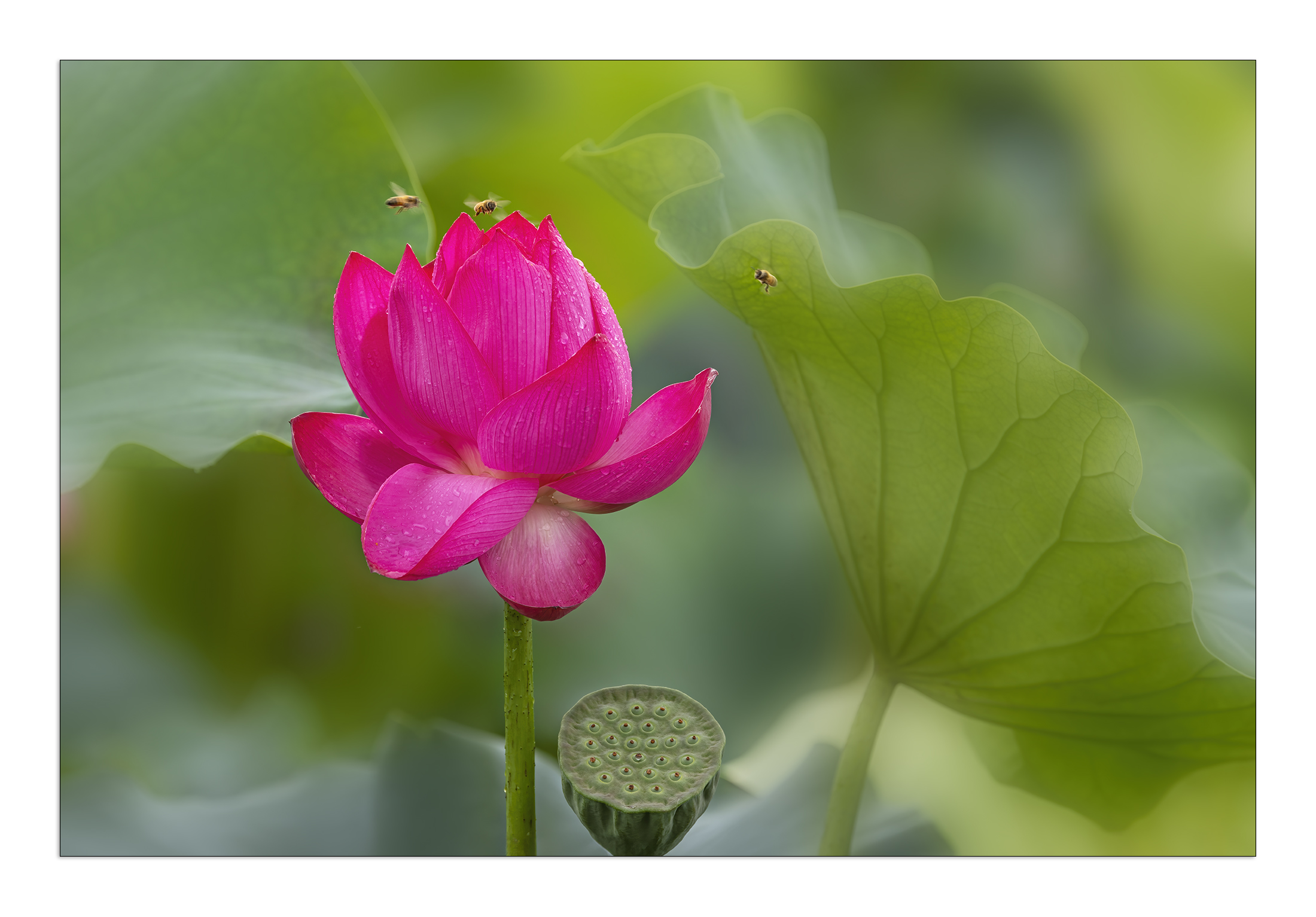 PHOTO BY  | Canon EOS R5 | 2024:07:21 07:53:25 | ISO-100 | 1/100 sec | f 7.1 | 500 mm | EV=-0.3 | ● WIDTH:2200 pixels  HEIGHT:1534 pixels