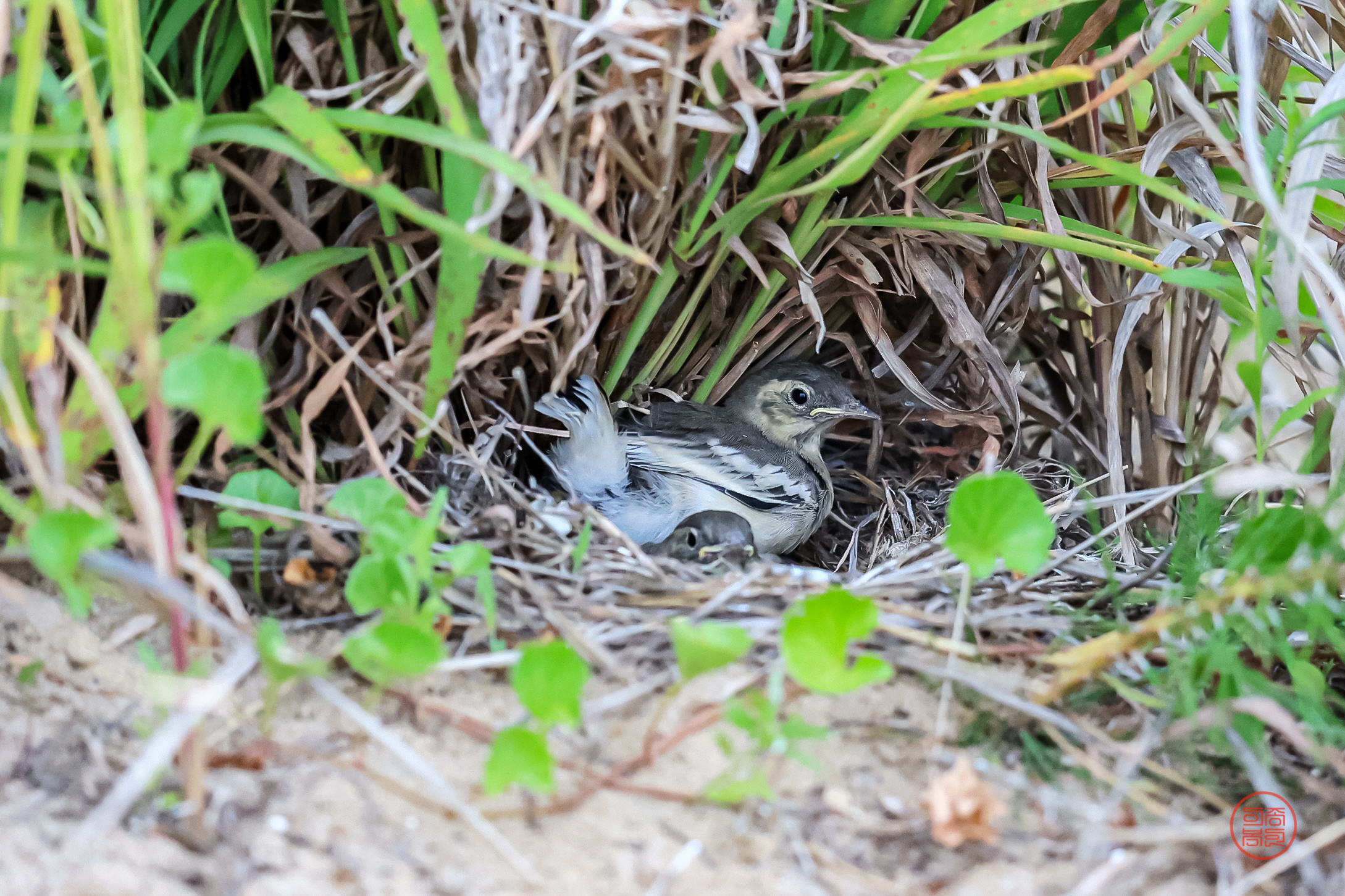 PHOTO BY  | Canon EOS R3 | 2024:06:29 15:22:06 | ISO-5000 | 1/3200 sec | f 4 | 600 mm | EV=0 | ● WIDTH:2178 pixels  HEIGHT:1451 pixels