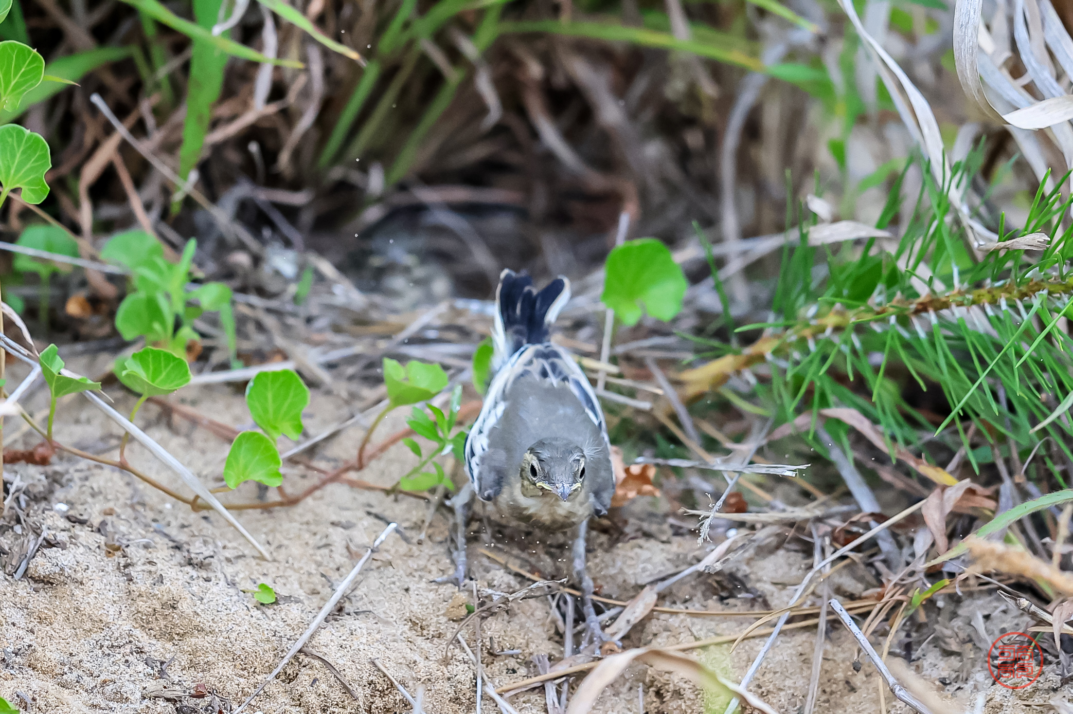 PHOTO BY  | Canon EOS R3 | 2024:06:29 15:22:08 | ISO-5000 | 1/3200 sec | f 4 | 600 mm | EV=0 | ● WIDTH:2086 pixels  HEIGHT:1389 pixels