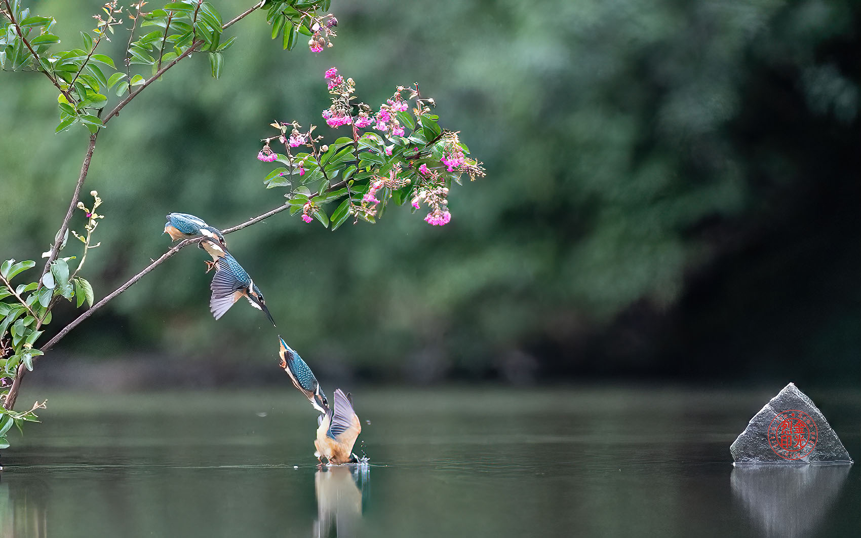 PHOTO BY KKY_CWANG_YEOL | NIKON Z 8 | 2024:07:23 10:27:33 | ISO-8000 | 1/3200 sec | f 6.3 | 400 mm | EV=-0.3 | ● WIDTH:1700 pixels  HEIGHT:1062 pixels