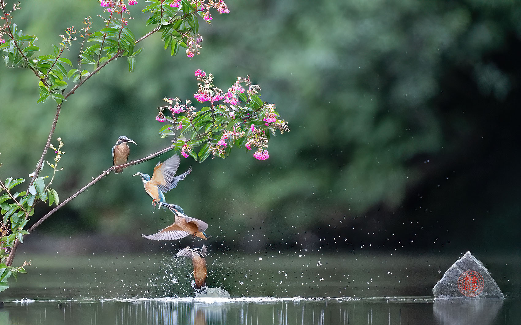 PHOTO BY KKY_CWANG_YEOL | NIKON Z 8 | 2024:07:23 10:27:33 | ISO-8000 | 1/3200 sec | f 6.3 | 400 mm | EV=-0.3 | ● WIDTH:1700 pixels  HEIGHT:1062 pixels