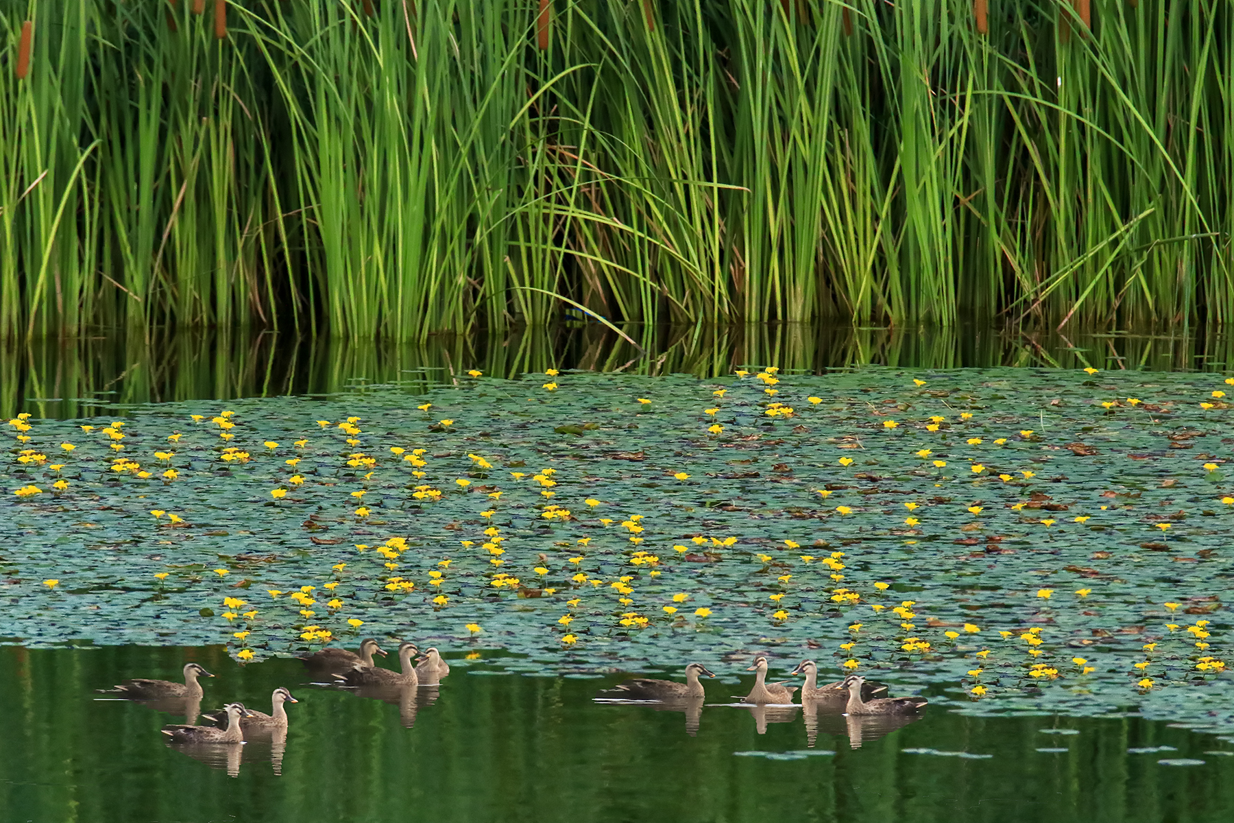 PHOTO BY ChoiJunqSeop | Canon EOS-1D X Mark II | 2024:07:21 08:45:07 | ISO-800 | 1/800 sec | f 6.3 | 150 mm | EV=0 | ● WIDTH:1800 pixels  HEIGHT:1200 pixels