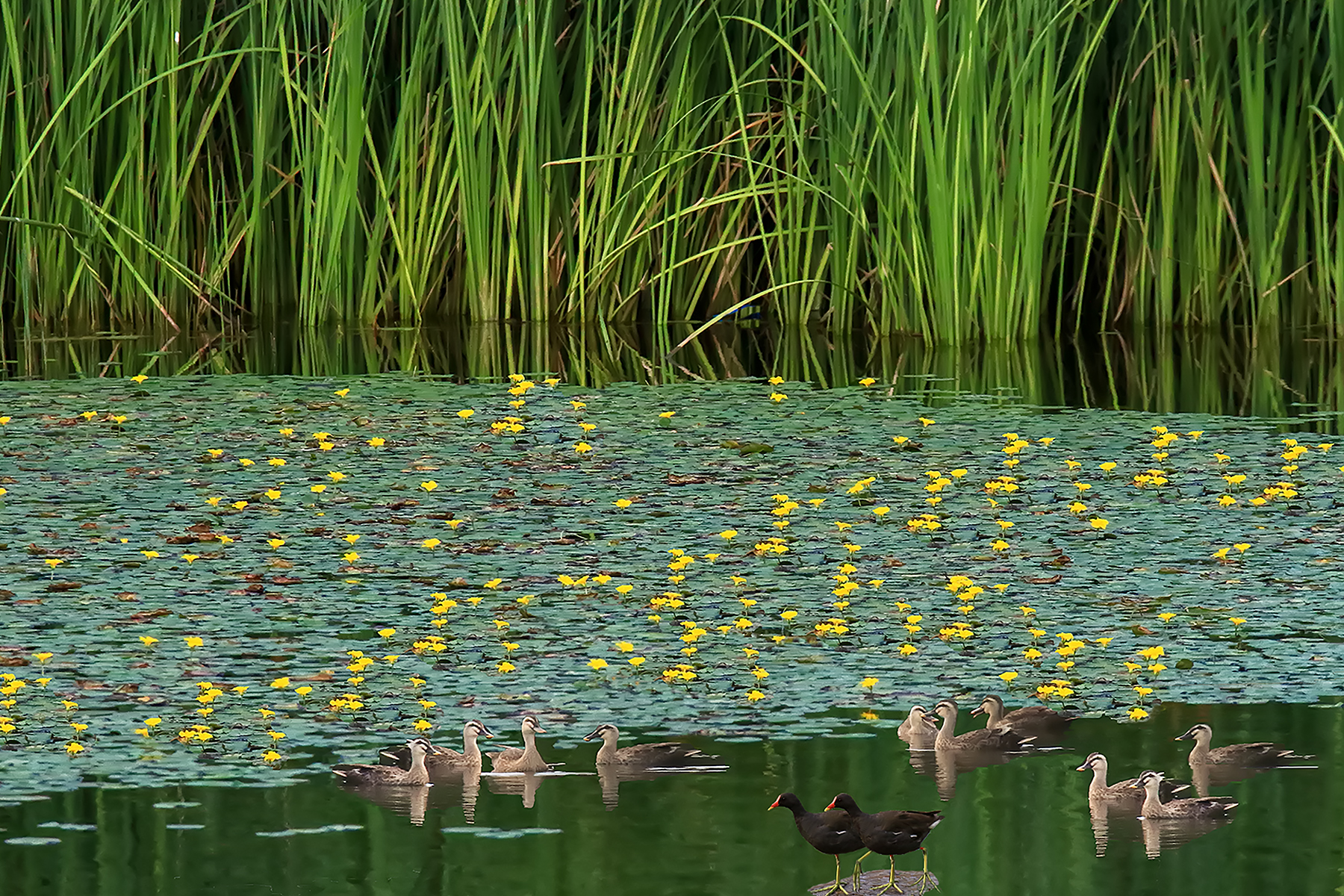 PHOTO BY ChoiJunqSeop | Canon EOS-1D X Mark II | 2024:07:21 08:45:07 | ISO-800 | 1/800 sec | f 6.3 | 150 mm | EV=0 | ● WIDTH:1800 pixels  HEIGHT:1200 pixels