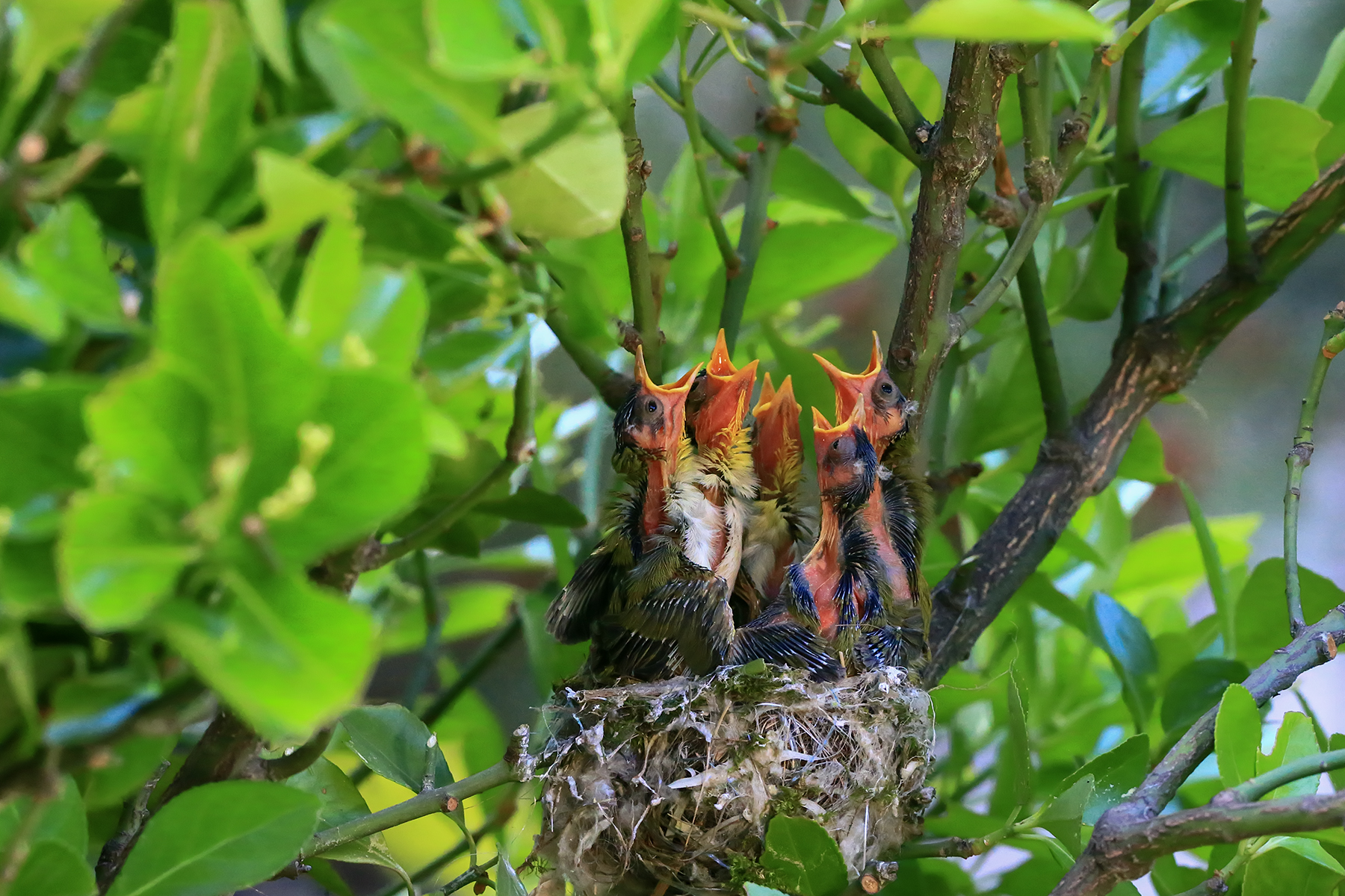 PHOTO BY ChoiJunqSeop | Canon EOS-1D X Mark II | 2024:07:21 08:45:31 | ISO-800 | 1/800 sec | f 6.3 | 150 mm | EV=0 | ● WIDTH:1800 pixels  HEIGHT:1200 pixels