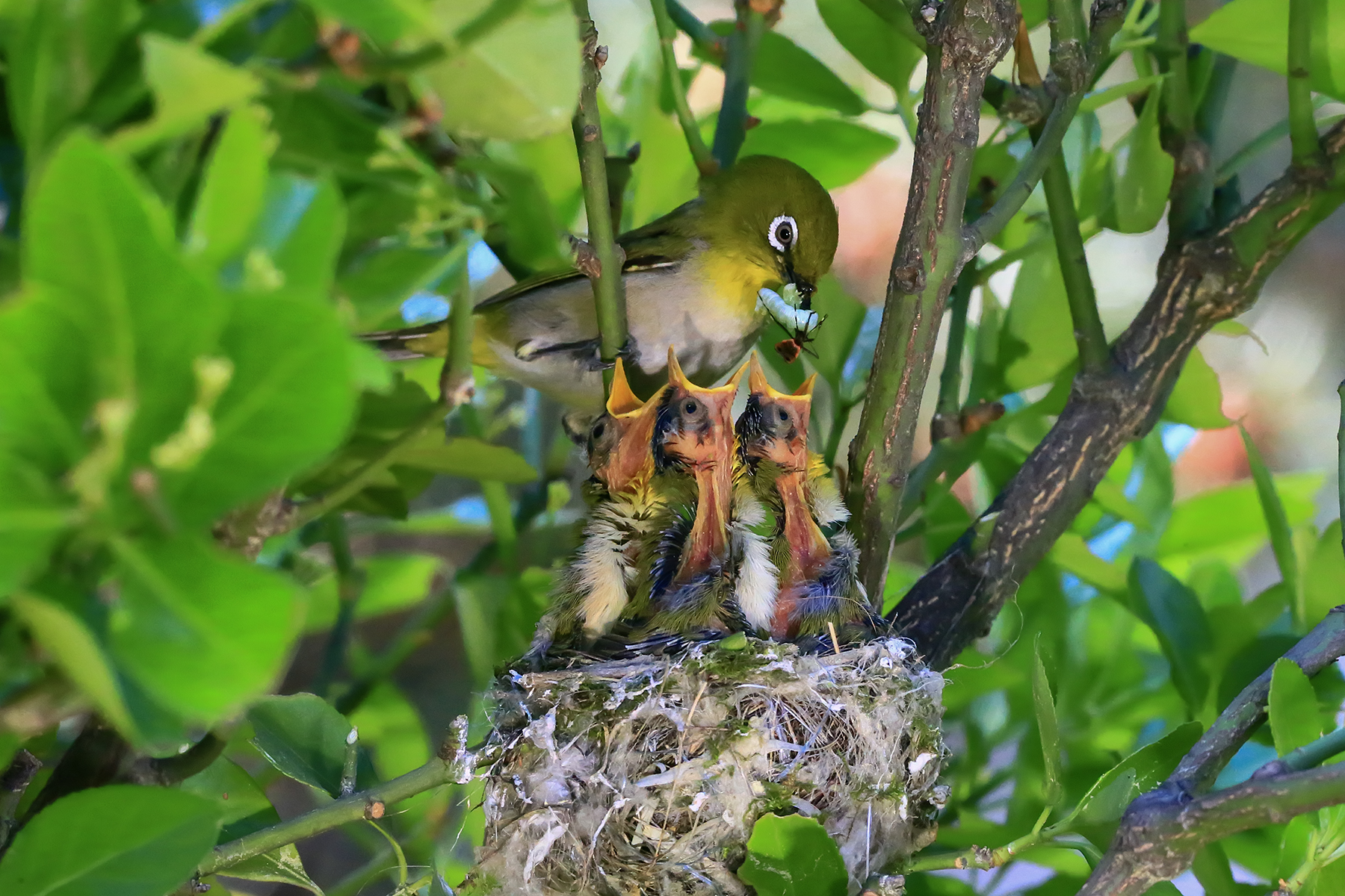 PHOTO BY ChoiJunqSeop | Canon EOS-1D X Mark II | 2024:07:21 08:45:31 | ISO-800 | 1/800 sec | f 6.3 | 150 mm | EV=0 | ● WIDTH:1800 pixels  HEIGHT:1200 pixels