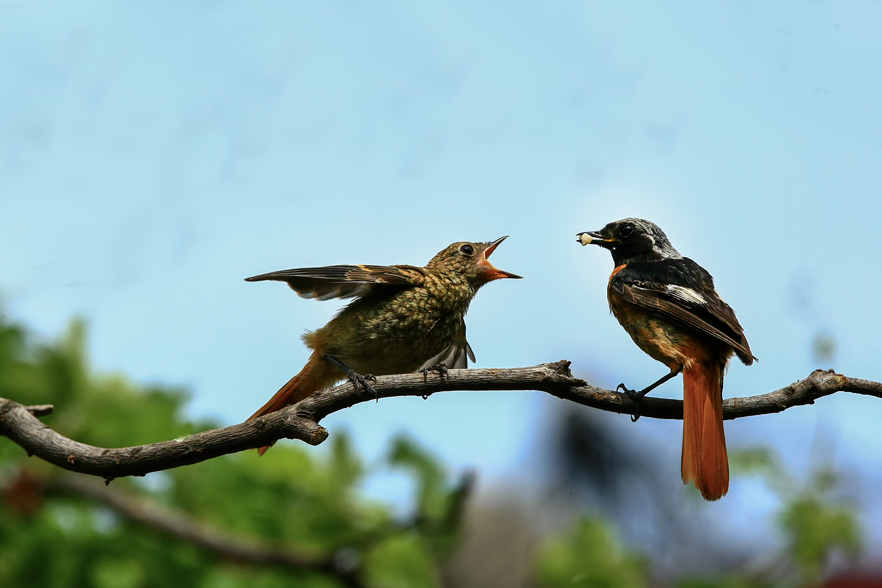 PHOTO BY ChoiJunqSeop | Canon EOS-1D X Mark II | 2024:07:21 08:45:07 | ISO-800 | 1/800 sec | f 6.3 | 150 mm | EV=0 | ● WIDTH:1800 pixels  HEIGHT:1200 pixels
