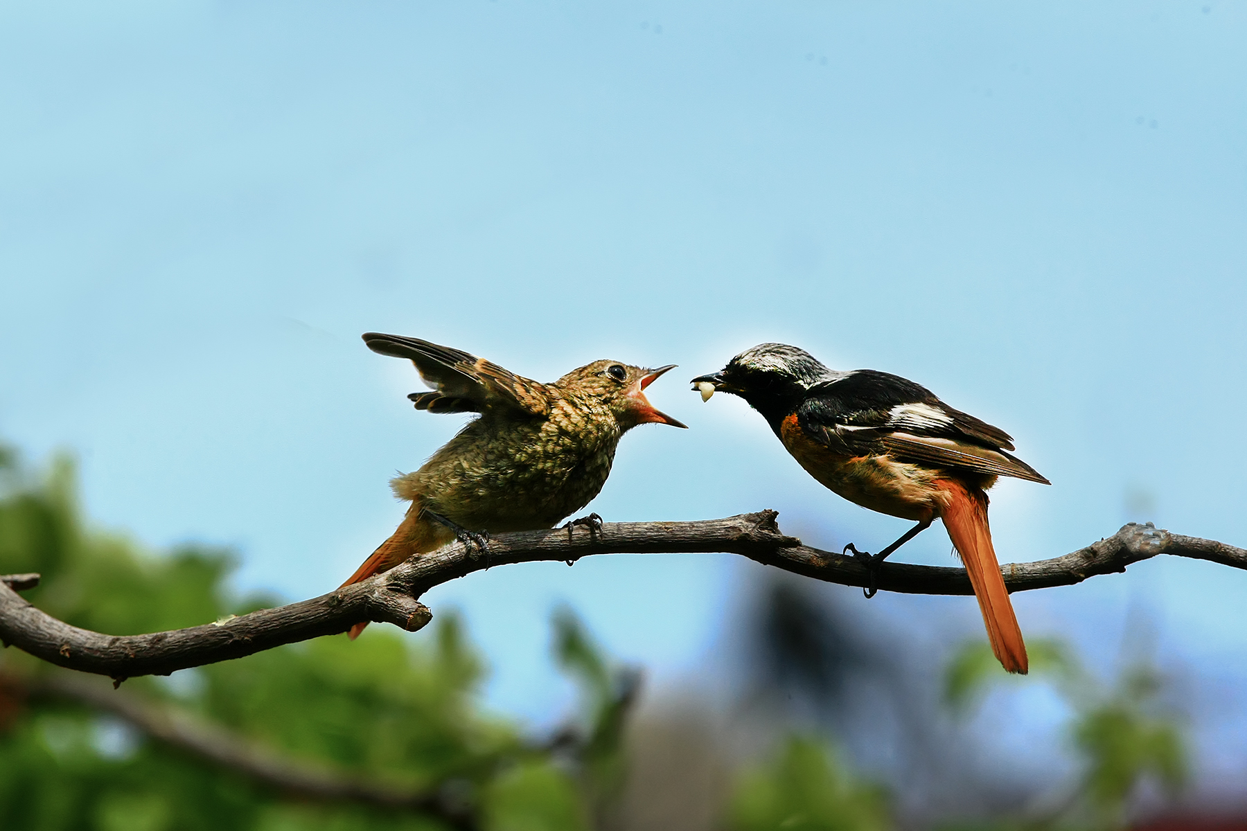 PHOTO BY ChoiJunqSeop | Canon EOS-1D X Mark II | 2024:07:21 08:45:08 | ISO-800 | 1/800 sec | f 6.3 | 150 mm | EV=0 | ● WIDTH:1800 pixels  HEIGHT:1200 pixels