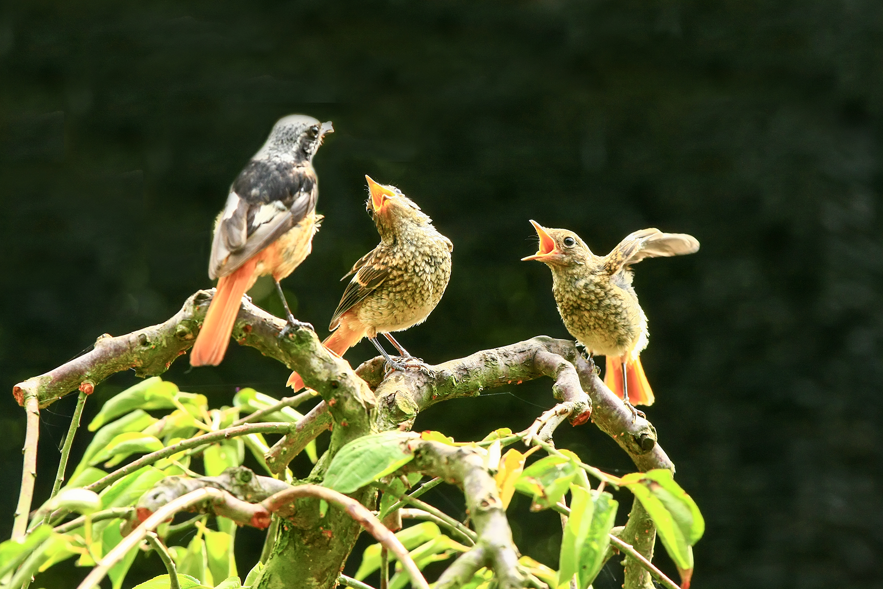 PHOTO BY ChoiJunqSeop | Canon EOS-1D X Mark II | 2024:07:21 08:45:31 | ISO-800 | 1/800 sec | f 6.3 | 150 mm | EV=0 | ● WIDTH:1800 pixels  HEIGHT:1200 pixels
