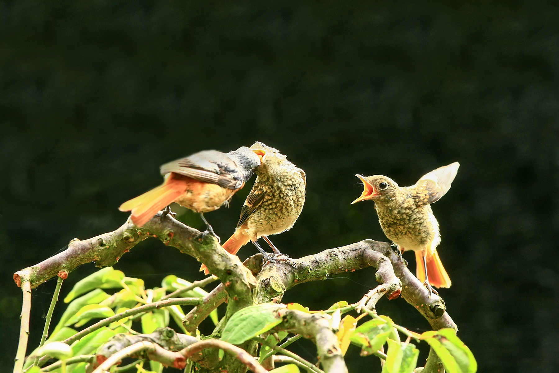 PHOTO BY ChoiJunqSeop | Canon EOS-1D X Mark II | 2024:07:21 08:45:32 | ISO-800 | 1/800 sec | f 6.3 | 150 mm | EV=0 | ● WIDTH:1800 pixels  HEIGHT:1200 pixels