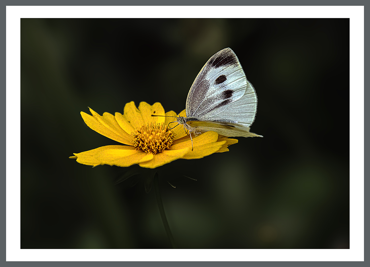 PHOTO BY  | ILCE-6500 | 2024:07:11 10:29:15 | ISO-400 | 1/750 sec | f 6.3 | 200 mm | EV=-0.5 | ● WIDTH:1300 pixels  HEIGHT:936 pixels