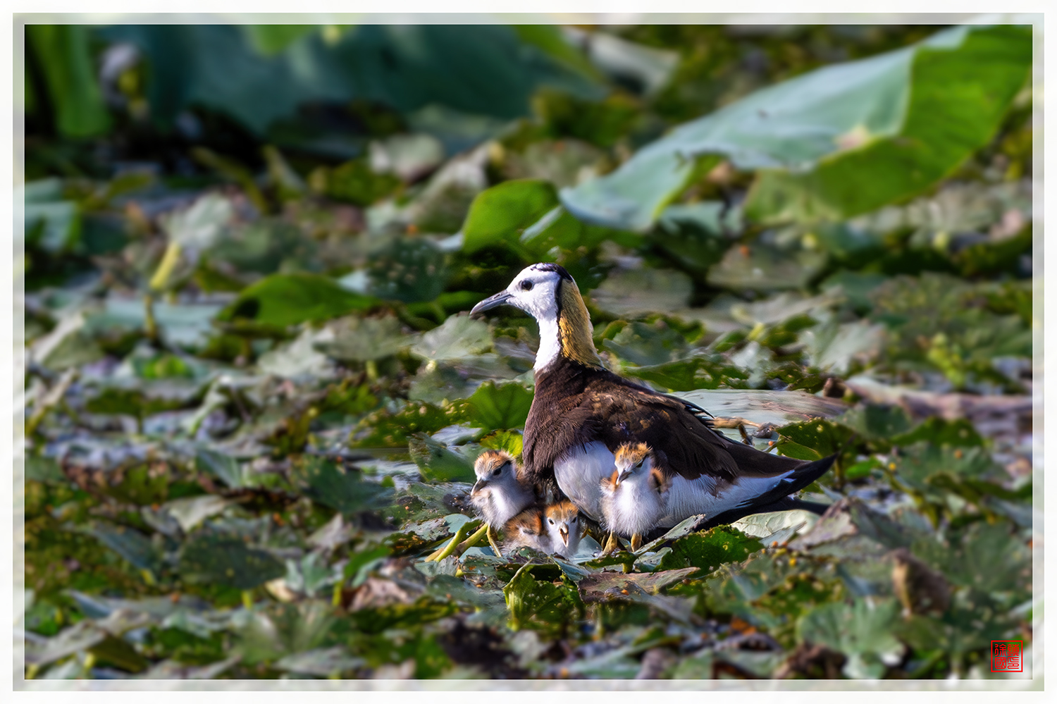 PHOTO BY  | NIKON Z 9 | 2024:07:26 08:19:39 | ISO-1000 | 1/2000 sec | f 7.1 | 840 mm | EV=-0.7 | ● WIDTH:1500 pixels  HEIGHT:999 pixels