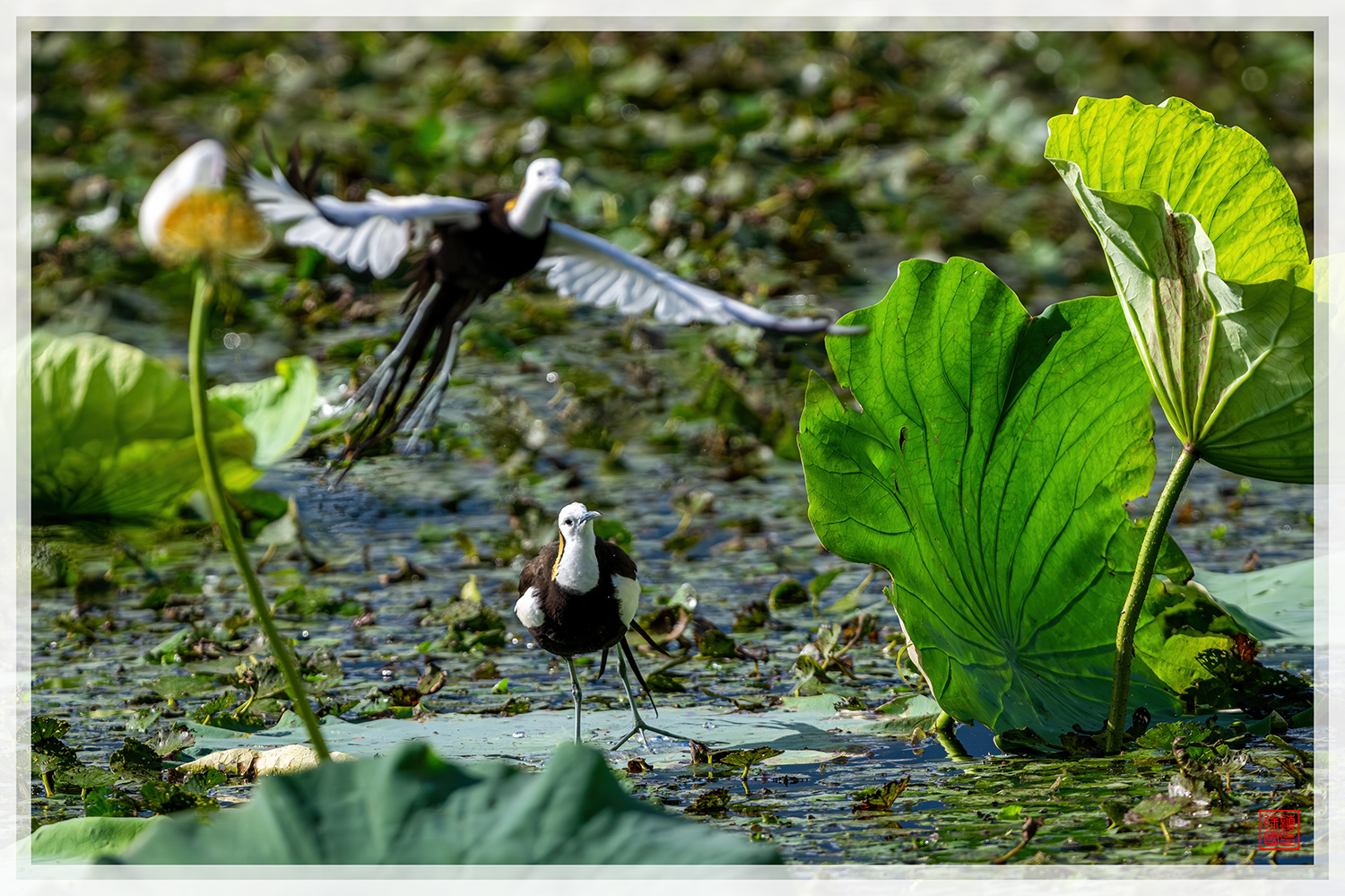 PHOTO BY  | NIKON Z 9 | 2024:07:26 08:22:35 | ISO-450 | 1/2000 sec | f 7.1 | 840 mm | EV=-0.7 | ● WIDTH:1500 pixels  HEIGHT:999 pixels