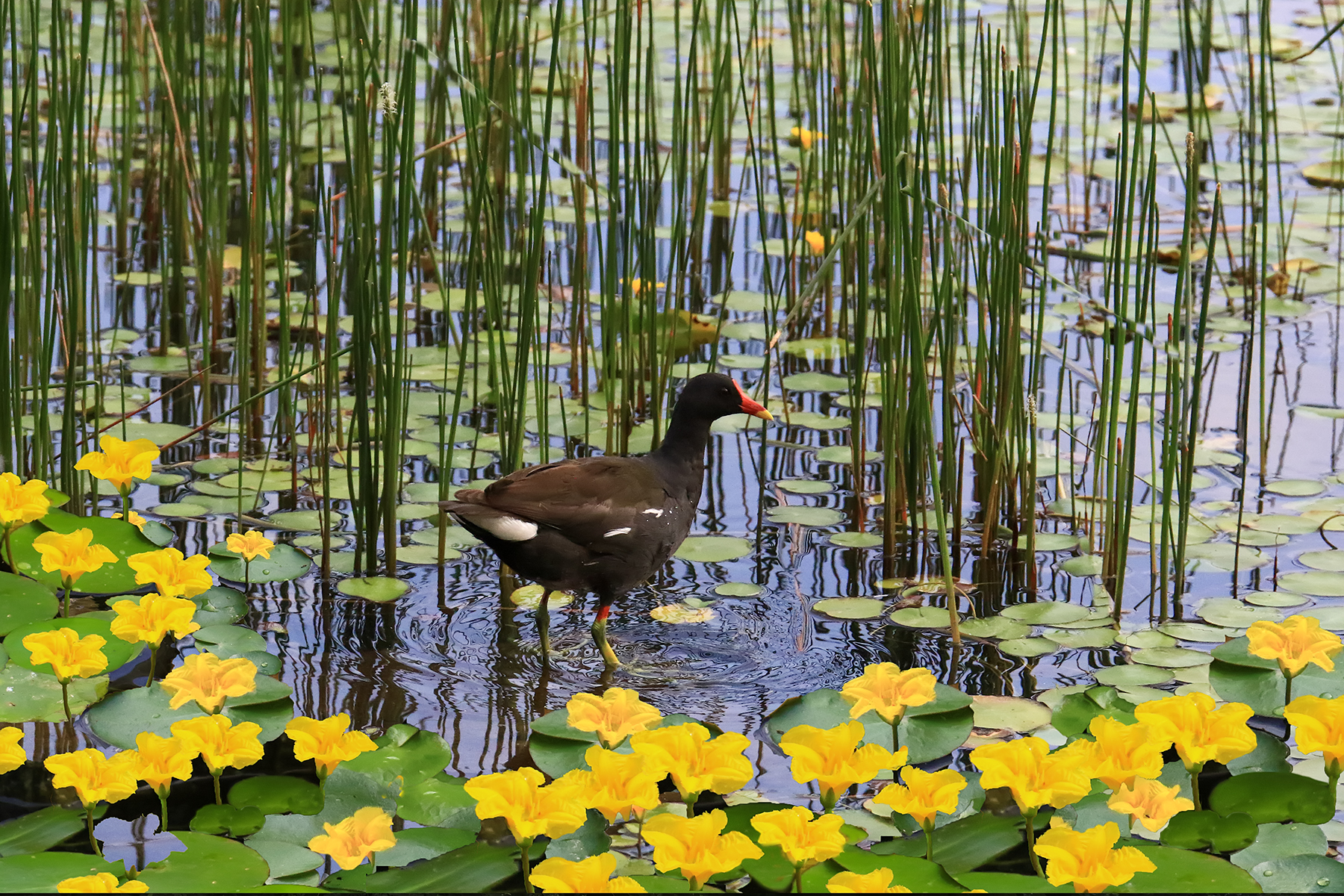 PHOTO BY ChoiJunqSeop | Canon EOS-1D X Mark II | 2024:07:21 08:45:46 | ISO-800 | 1/800 sec | f 6.3 | 150 mm | EV=0 | ● WIDTH:1800 pixels  HEIGHT:1200 pixels