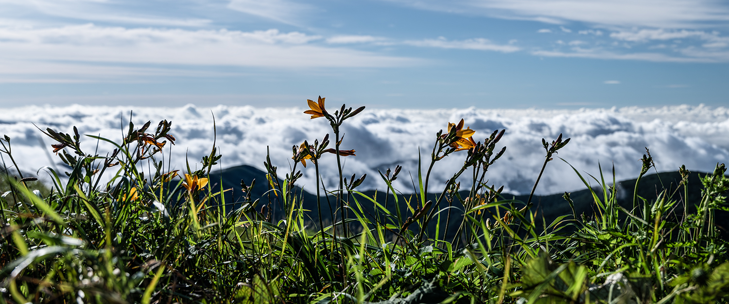 PHOTO BY LIMDH | NIKON D850 | 2024:07:25 07:53:50 | ISO-400 | 1/1600 sec | f 5.6 | 42 mm | EV=-0.3 | ● WIDTH:1500 pixels  HEIGHT:627 pixels