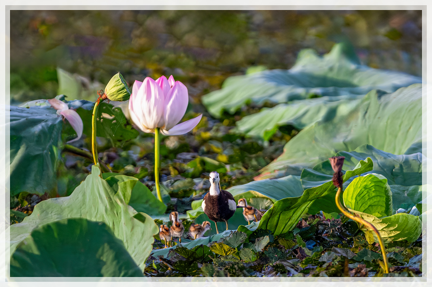 PHOTO BY  | NIKON Z 9 | 2024:07:26 06:13:01 | ISO-640 | 1/1250 sec | f 6.3 | 840 mm | EV=-1 | ● WIDTH:1500 pixels  HEIGHT:999 pixels