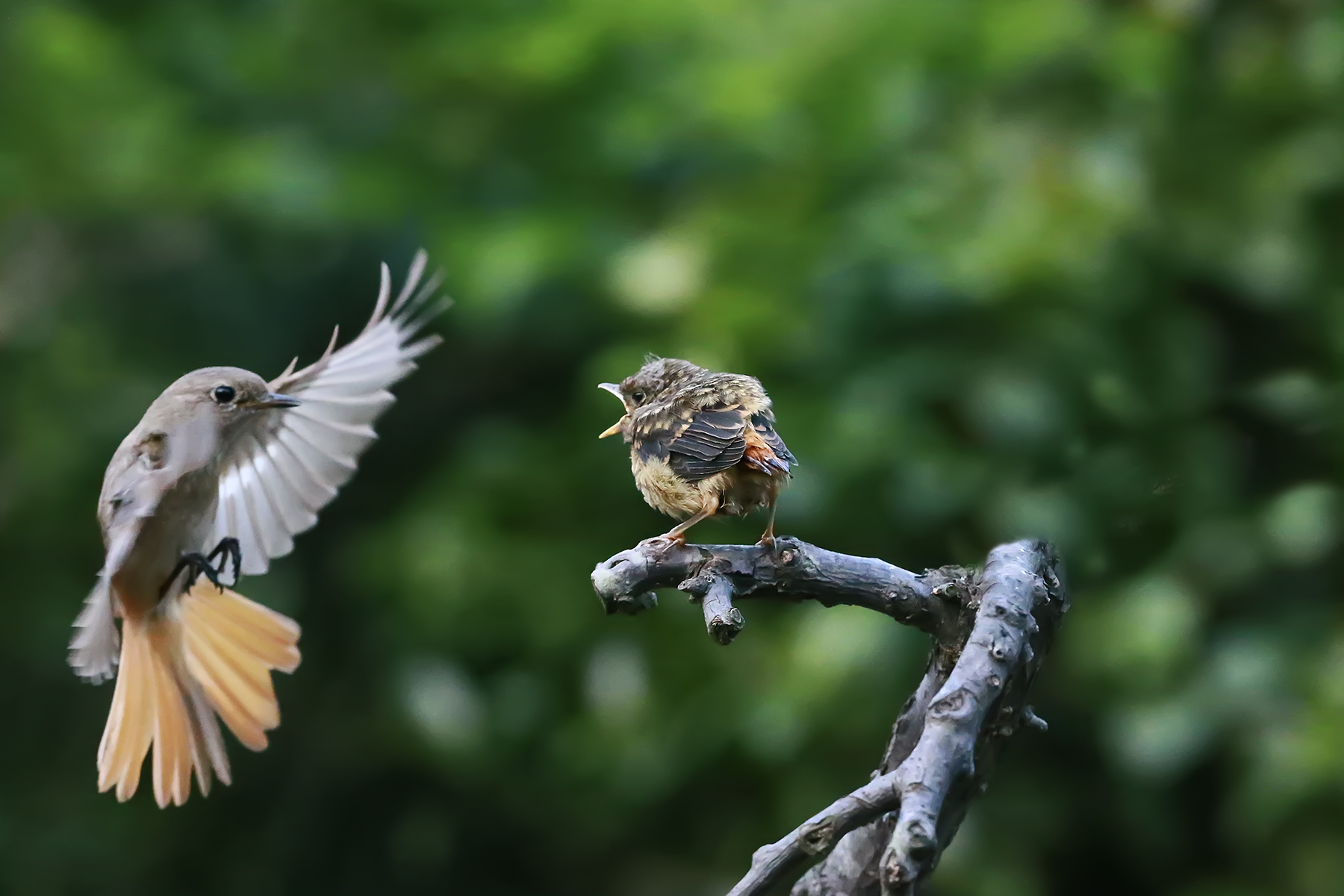 PHOTO BY ChoiJunqSeop | Canon EOS-1D X Mark II | 2024:07:21 08:45:46 | ISO-800 | 1/800 sec | f 6.3 | 150 mm | EV=0 | ● WIDTH:1800 pixels  HEIGHT:1200 pixels