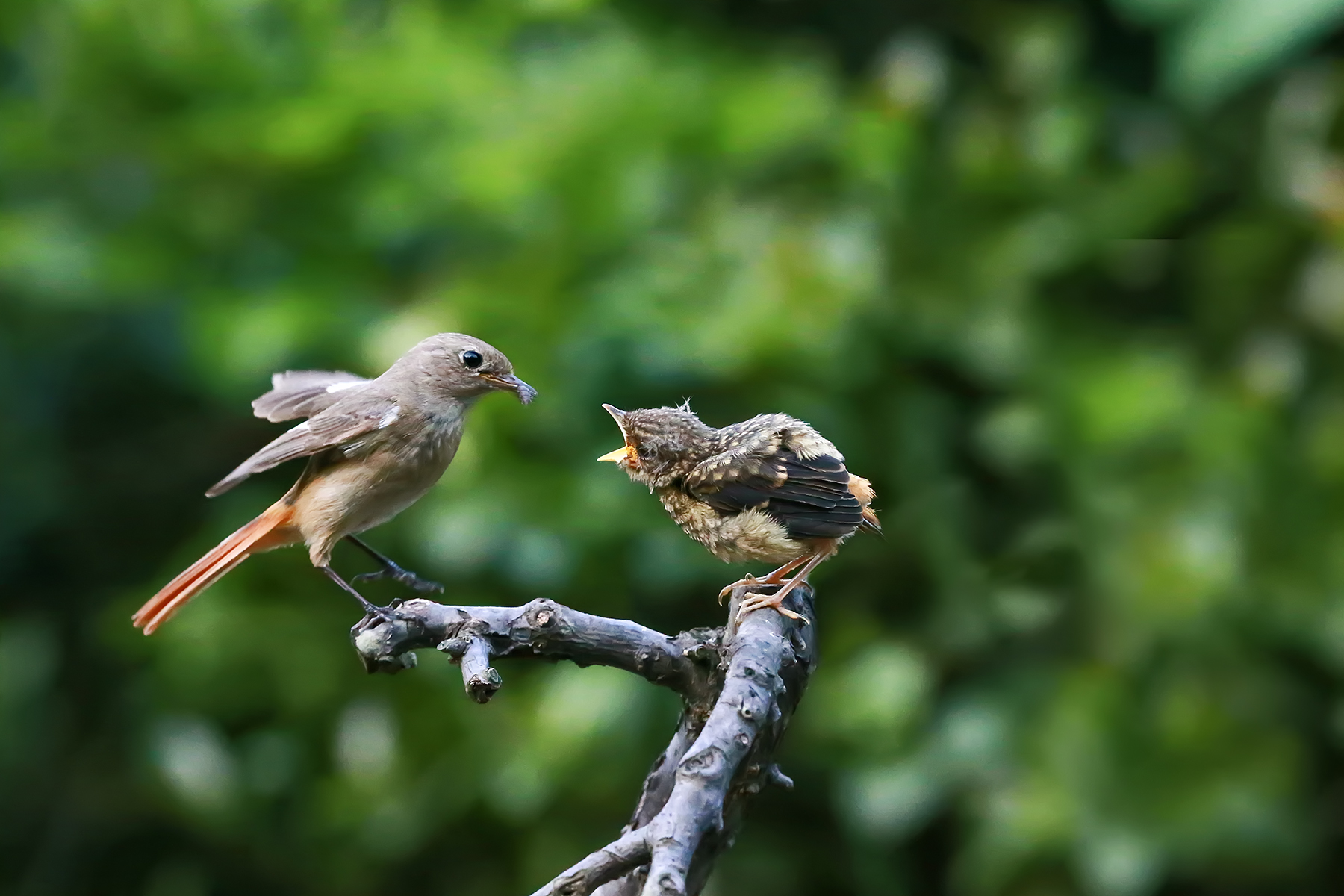 PHOTO BY ChoiJunqSeop | Canon EOS-1D X Mark II | 2024:07:21 08:45:51 | ISO-800 | 1/800 sec | f 6.3 | 150 mm | EV=0 | ● WIDTH:1800 pixels  HEIGHT:1200 pixels