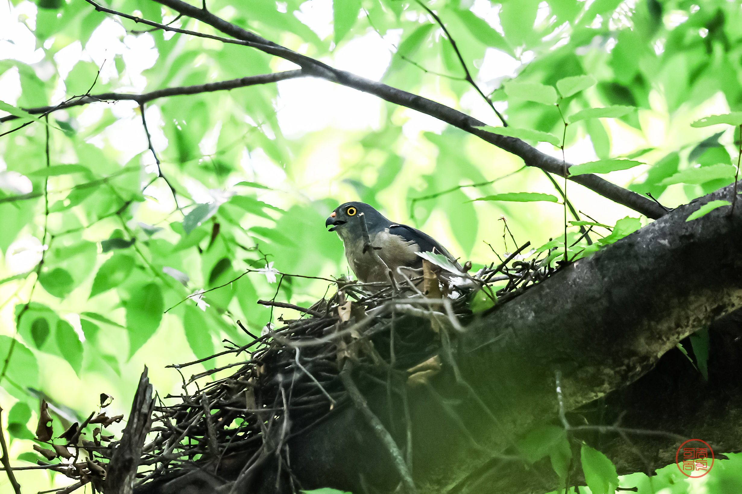 PHOTO BY  | Canon EOS R3 | 2024:07:06 09:06:49 | ISO-3200 | 1/1600 sec | f 4 | 600 mm | EV=0 | ● WIDTH:2461 pixels  HEIGHT:1639 pixels