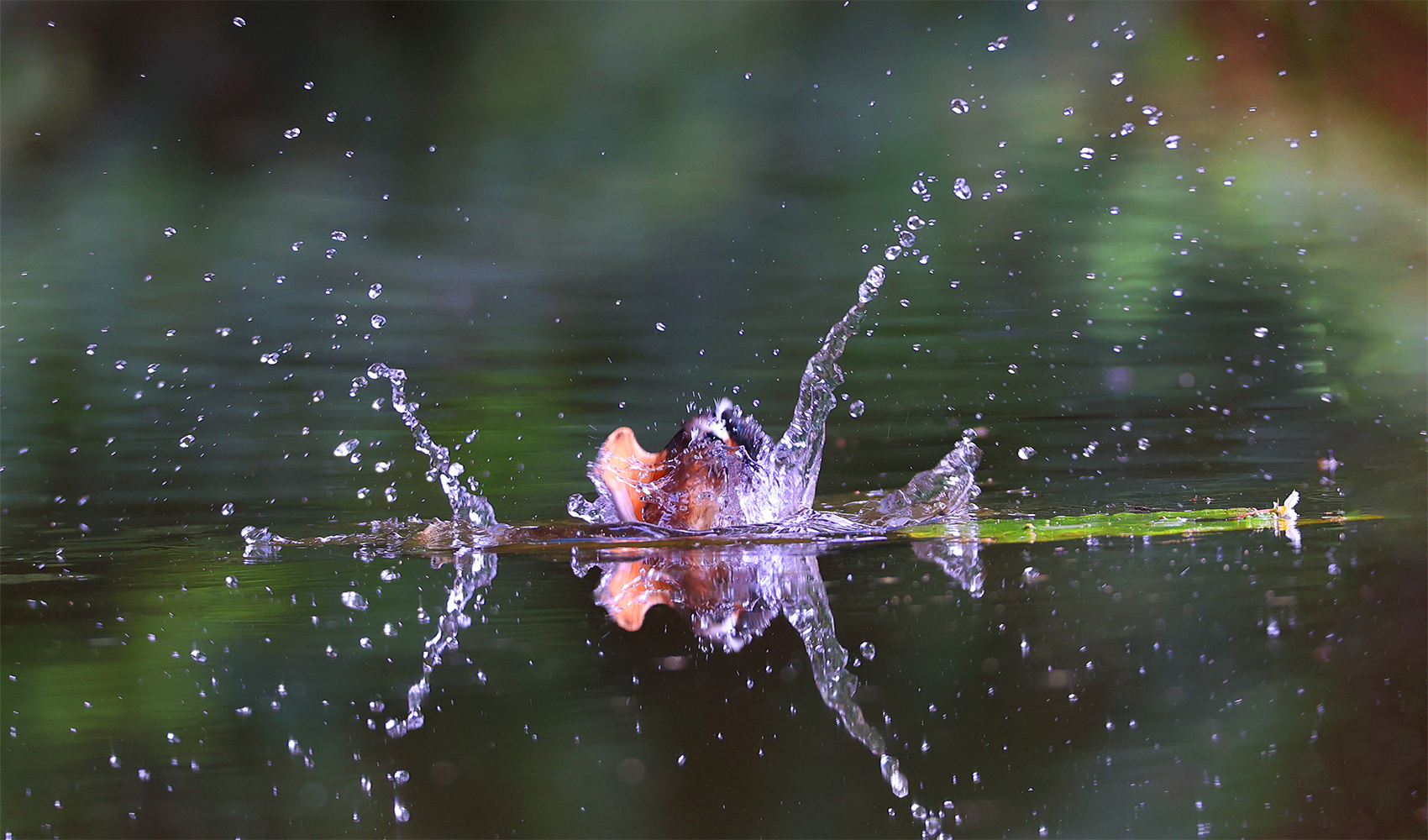 PHOTO BY  | Canon EOS R6 | 2024:07:27 10:48:30 | ISO-1600 | 1/640 sec | f 5.6 | 350 mm | EV=0 | ● WIDTH:1700 pixels  HEIGHT:1000 pixels