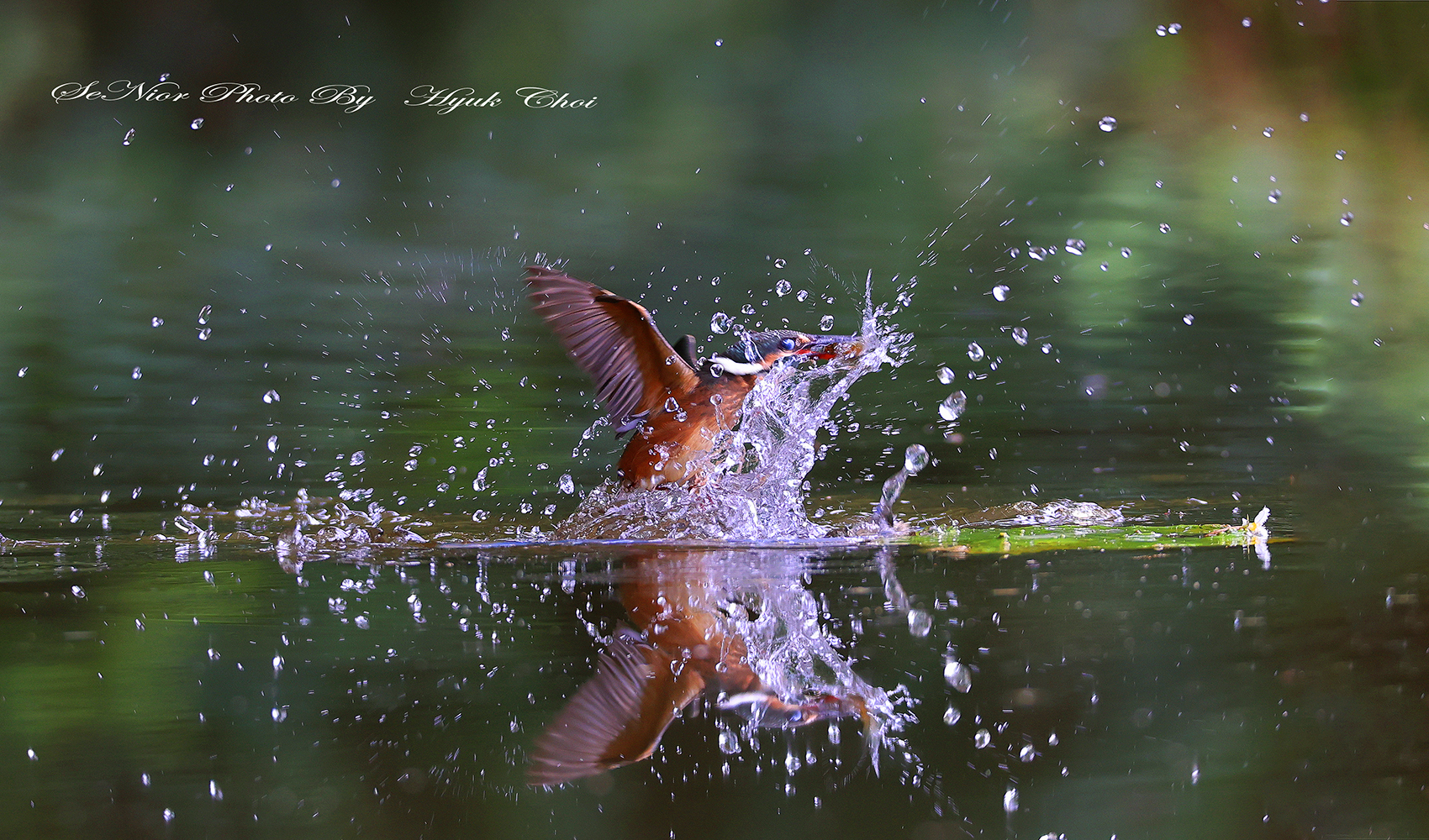 PHOTO BY  | Canon EOS R6 | 2024:07:27 10:48:30 | ISO-1600 | 1/640 sec | f 5.6 | 350 mm | EV=0 | ● WIDTH:1700 pixels  HEIGHT:1000 pixels