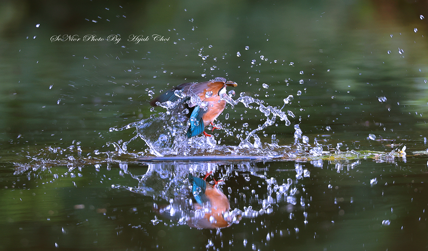 PHOTO BY  | Canon EOS R6 | 2024:07:27 11:11:20 | ISO-1600 | 1/500 sec | f 5.6 | 309 mm | EV=0 | ● WIDTH:1700 pixels  HEIGHT:1000 pixels