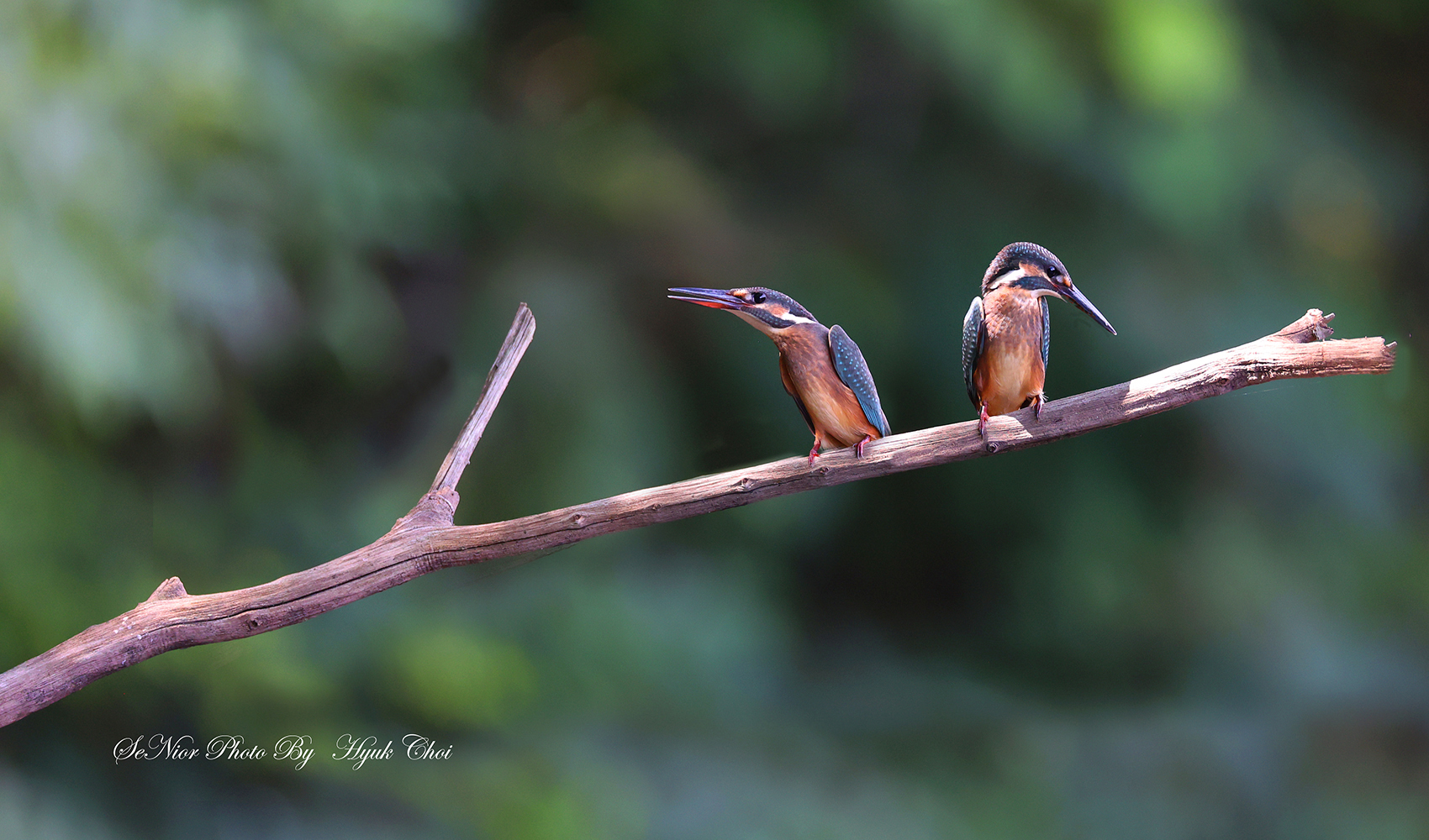 PHOTO BY  | Canon EOS R6 | 2024:07:27 14:32:06 | ISO-4000 | 1/320 sec | f 6.3 | 500 mm | EV=0 | ● WIDTH:1700 pixels  HEIGHT:1000 pixels