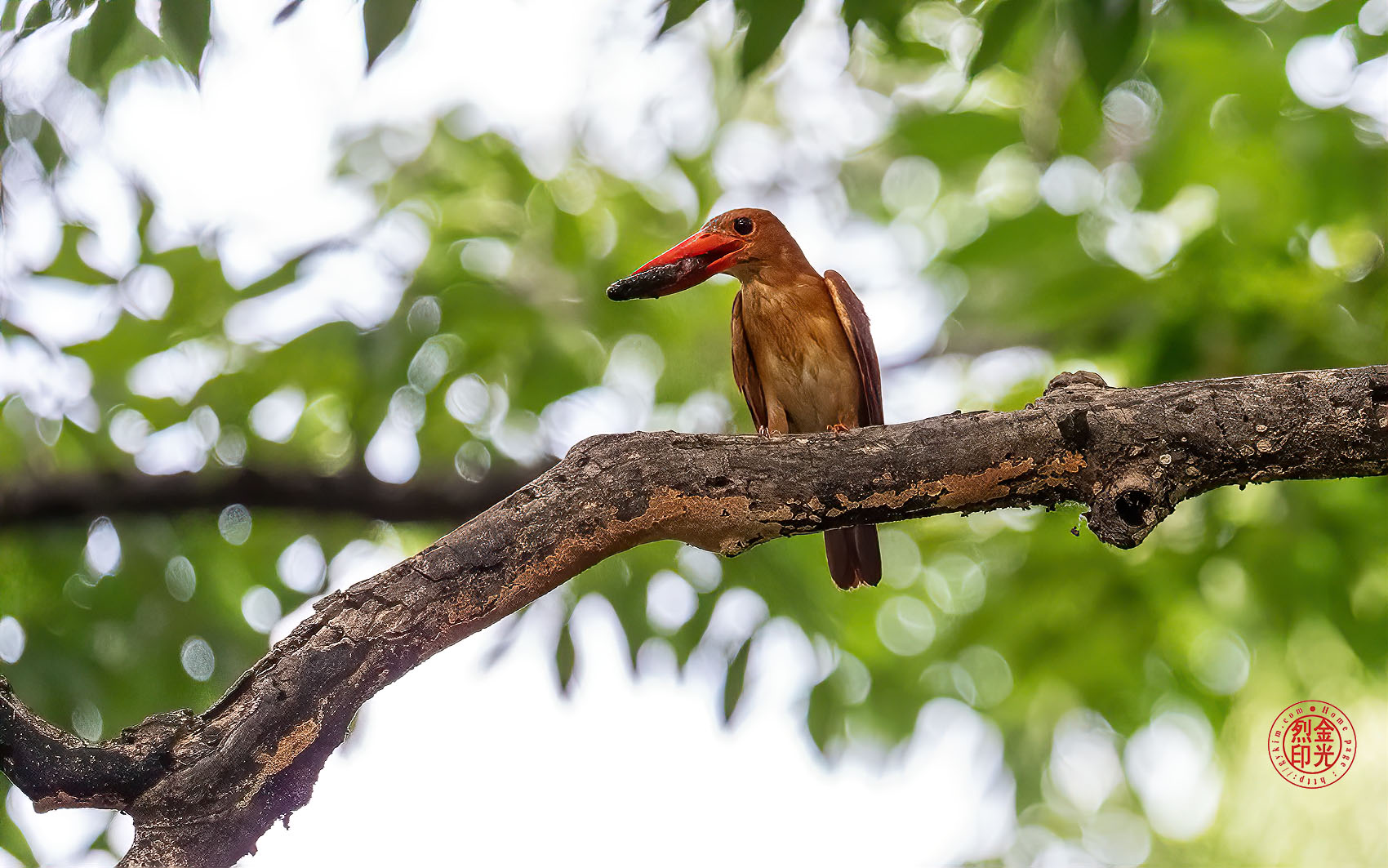 PHOTO BY KKY_CWANG_YEOL | NIKON Z 8 | 2024:07:26 13:26:14 | ISO-5000 | 1/1600 sec | f 6.3 | 600 mm | EV=1.3 | ● WIDTH:1700 pixels  HEIGHT:1063 pixels