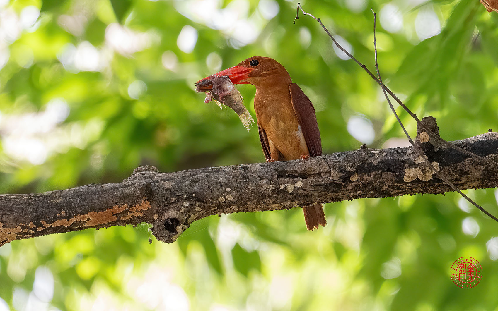 PHOTO BY KKY_CWANG_YEOL | NIKON Z 8 | 2024:07:26 14:58:47 | ISO-5000 | 1/1000 sec | f 6.3 | 600 mm | EV=1.3 | ● WIDTH:1700 pixels  HEIGHT:1063 pixels