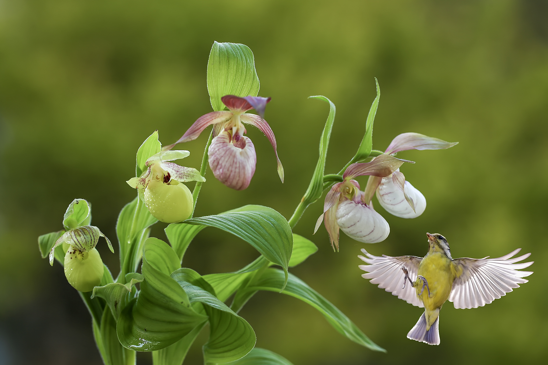 PHOTO BY ChoiJunqSeop | Canon EOS-1D X Mark II | 2024:07:21 08:45:46 | ISO-800 | 1/800 sec | f 6.3 | 150 mm | EV=0 | ● WIDTH:1800 pixels  HEIGHT:1200 pixels