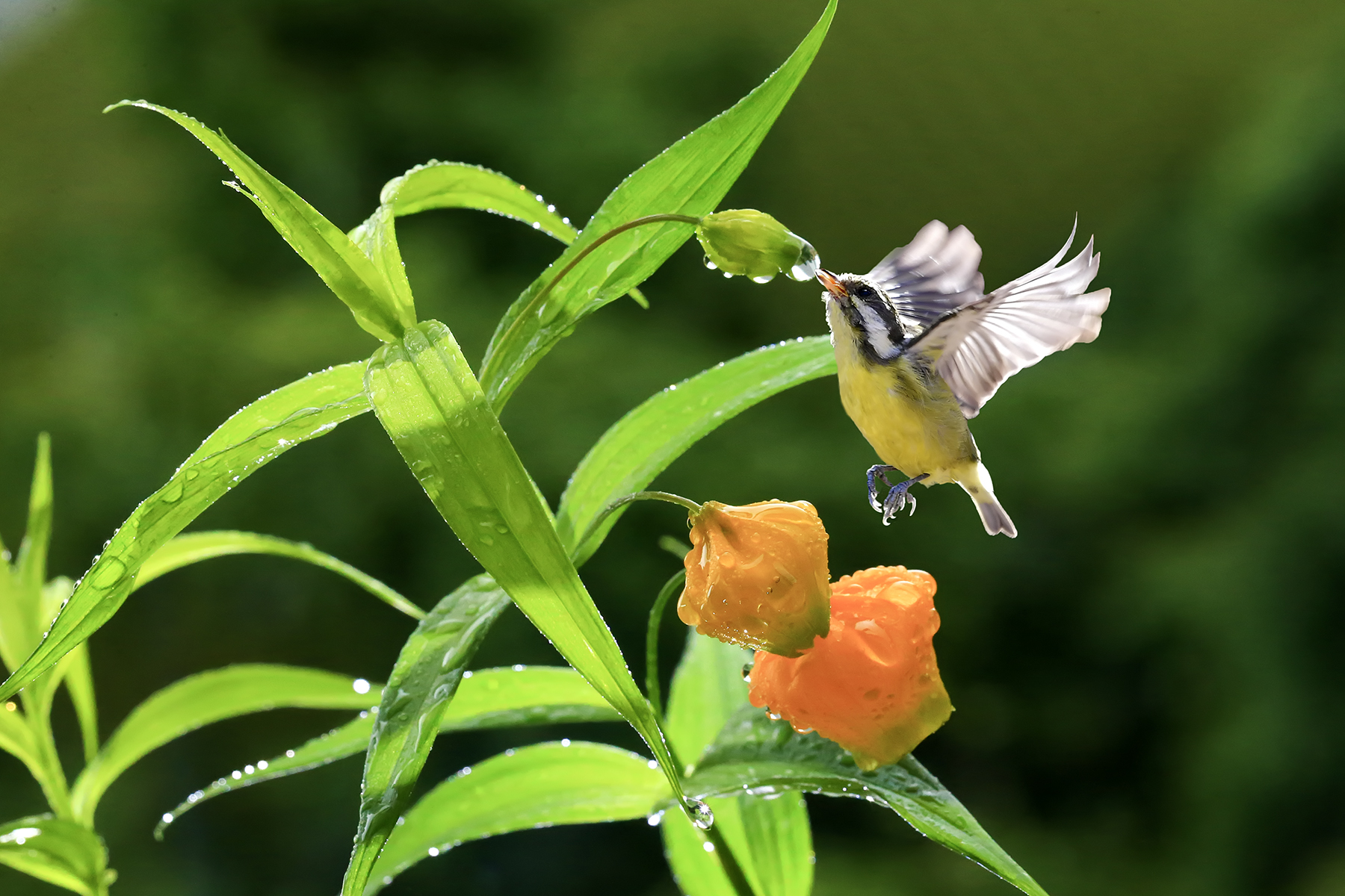 PHOTO BY ChoiJunqSeop | Canon EOS-1D X Mark II | 2024:07:21 08:45:46 | ISO-800 | 1/800 sec | f 6.3 | 150 mm | EV=0 | ● WIDTH:1800 pixels  HEIGHT:1200 pixels