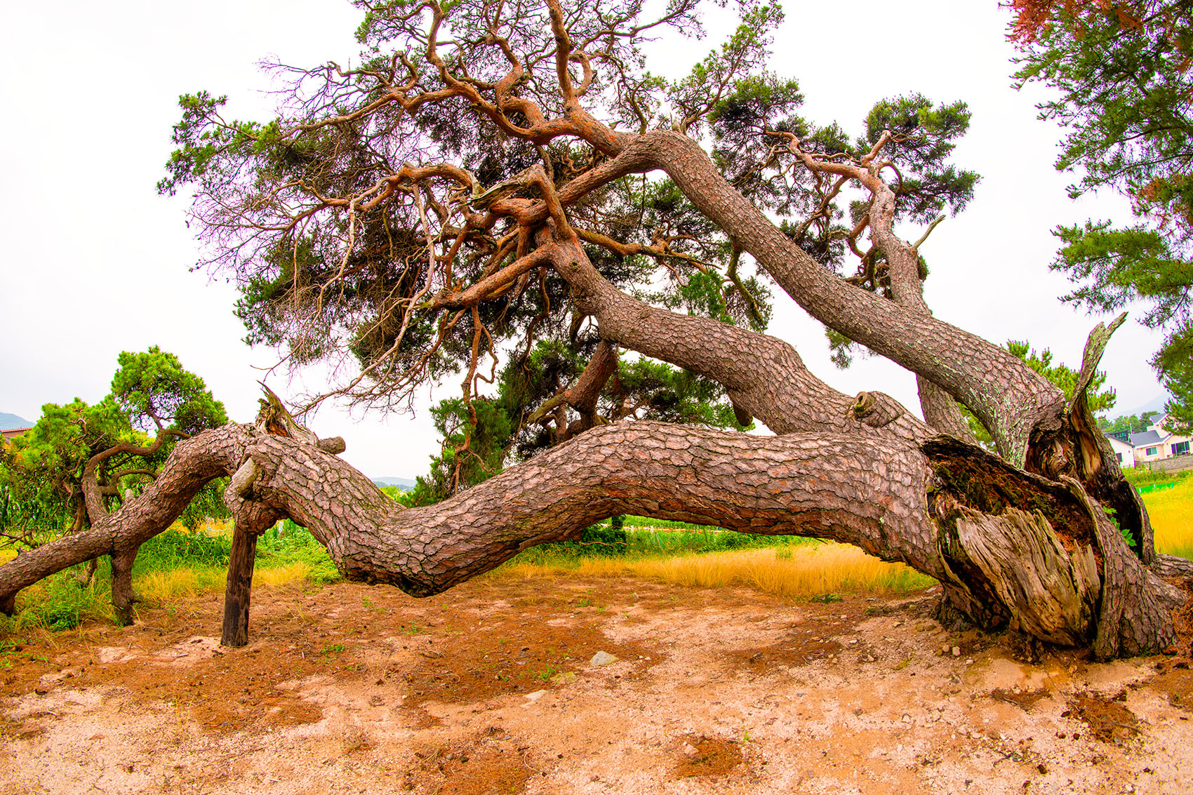 PHOTO BY  | NIKON D850 | 2024:06:23 13:01:34 | ISO-400 | 1/640 sec | f 6.3 | 12 mm | EV=0 | ● WIDTH:1700 pixels  HEIGHT:1133 pixels