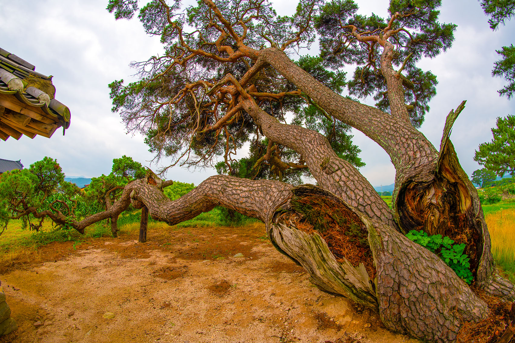 PHOTO BY  | NIKON D850 | 2024:06:23 12:53:06 | ISO-400 | 1/500 sec | f 6.3 | 12 mm | EV=0 | ● WIDTH:1700 pixels  HEIGHT:1133 pixels