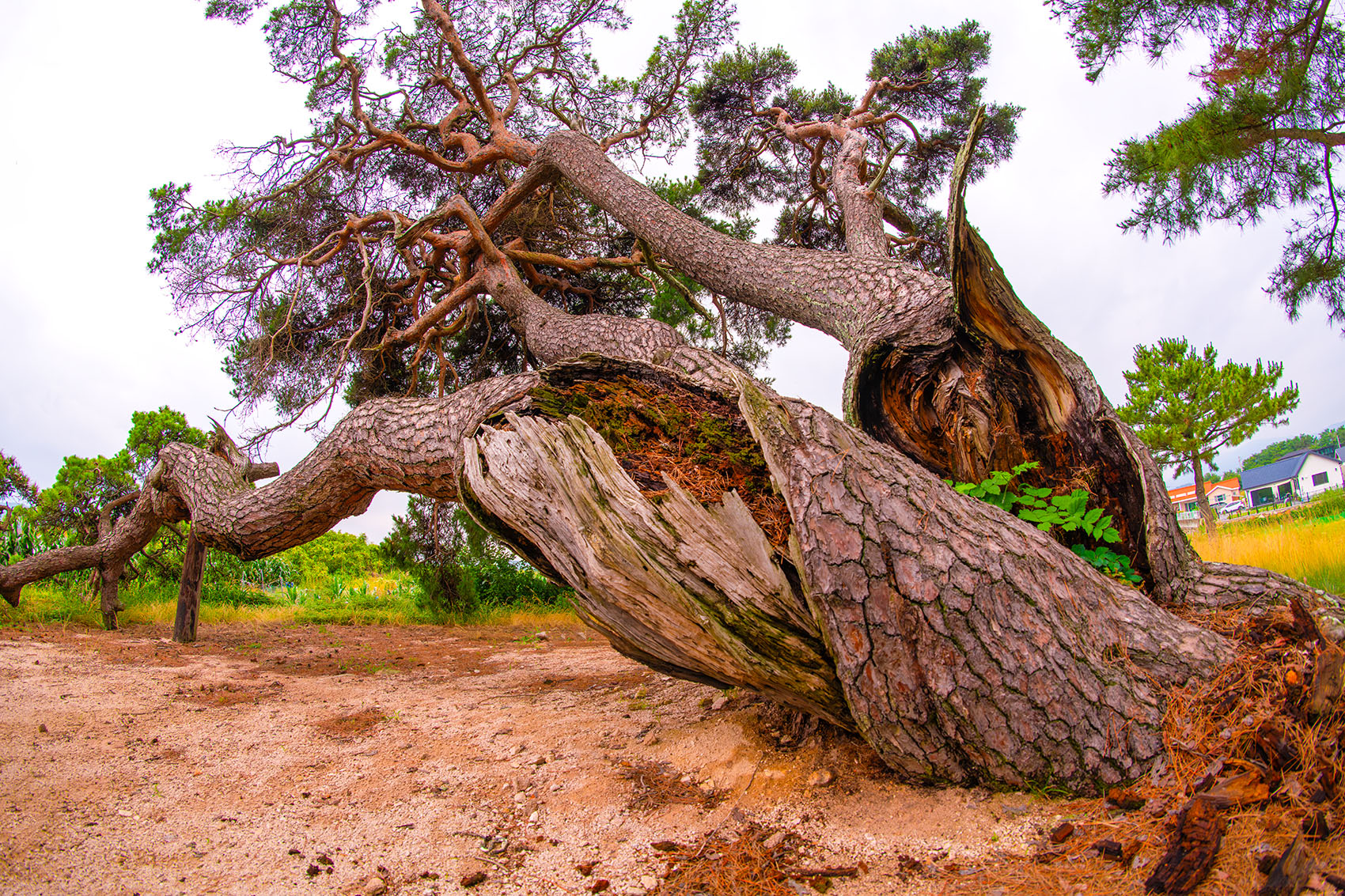 PHOTO BY  | NIKON D850 | 2024:06:23 13:04:28 | ISO-400 | 1/500 sec | f 6.3 | 12 mm | EV=0 | ● WIDTH:1700 pixels  HEIGHT:1133 pixels