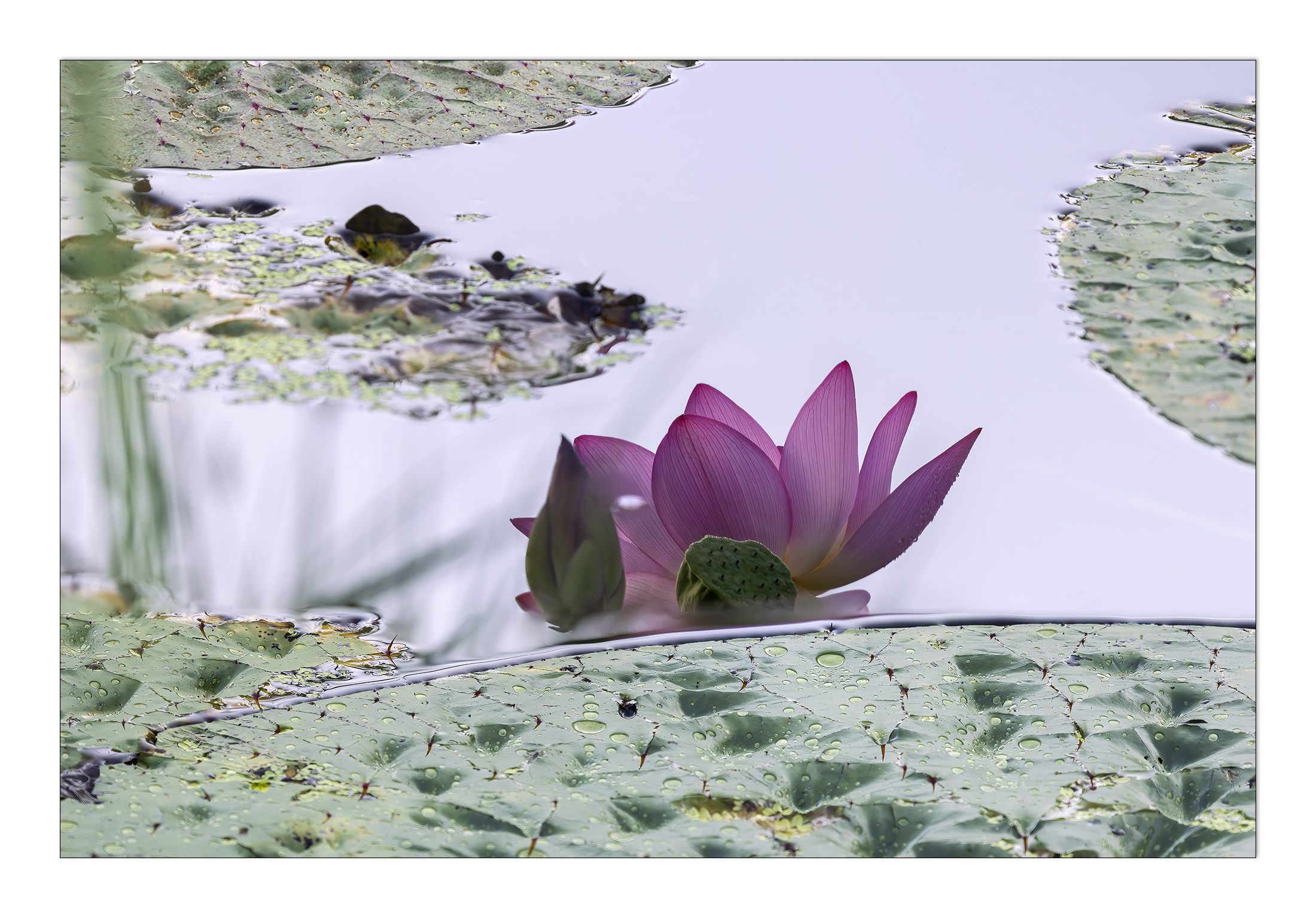 PHOTO BY  | Canon EOS R5 | 2024:07:28 06:35:15 | ISO-100 | 1/30 sec | f 8 | 451 mm | EV=-0.3 | ● WIDTH:2200 pixels  HEIGHT:1534 pixels