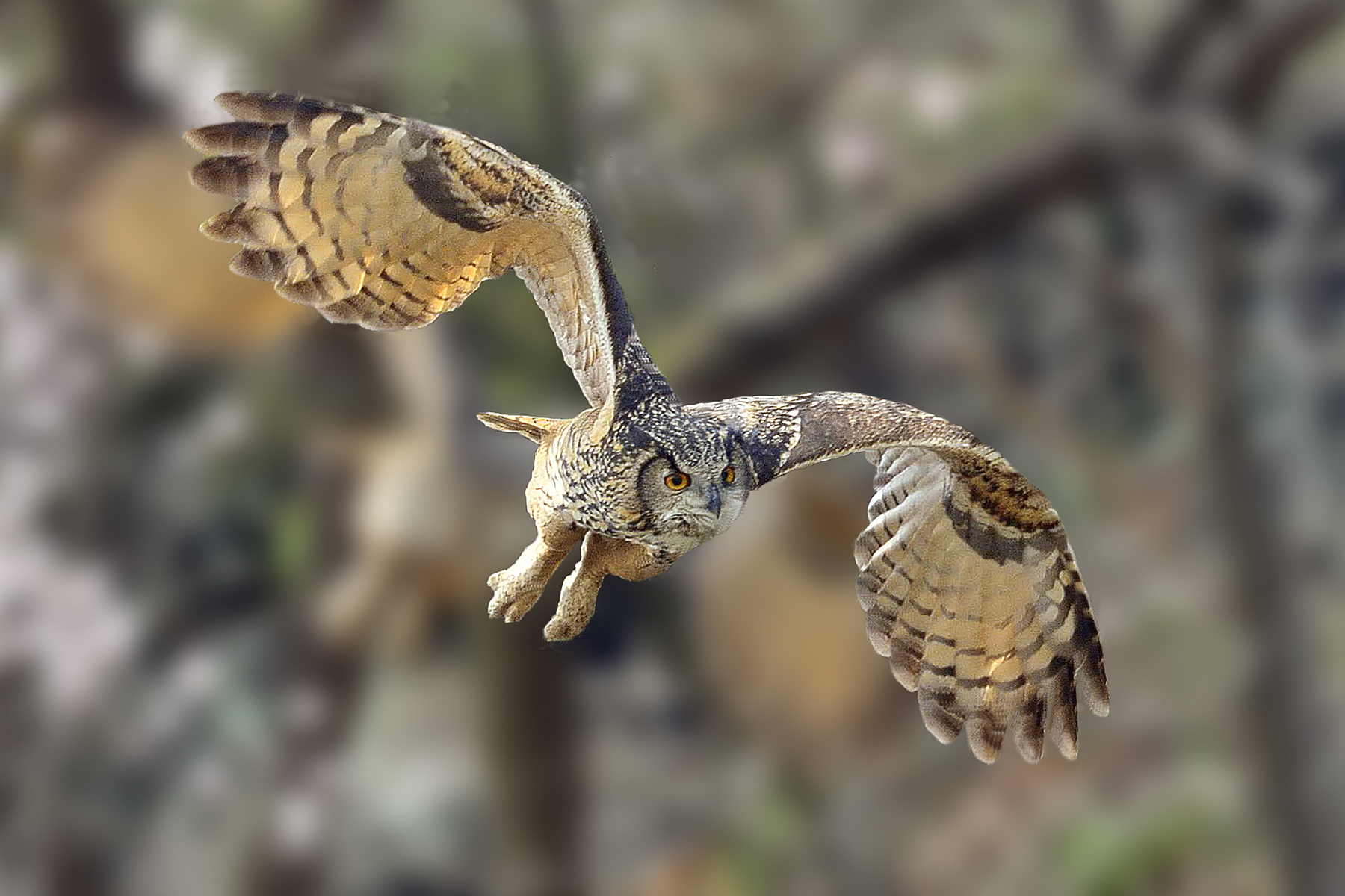 PHOTO BY HNalim | Canon EOS 7D Mark II | 2024:06:22 13:45:50 | ISO-160 | 1/500 sec | f 5.6 | 400 mm | EV=0 | ● WIDTH:1800 pixels  HEIGHT:1200 pixels