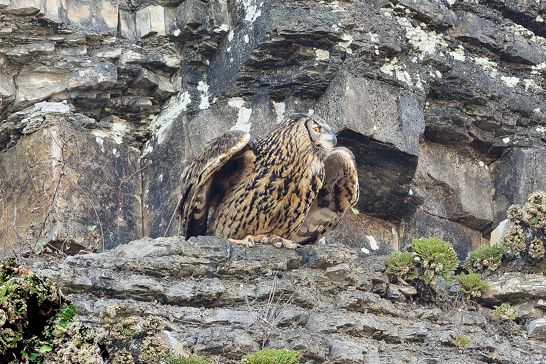 PHOTO BY HNalim | Canon EOS 7D Mark II | 2024:06:22 13:45:38 | ISO-160 | 1/500 sec | f 5.6 | 400 mm | EV=0 | ● WIDTH:1800 pixels  HEIGHT:1200 pixels