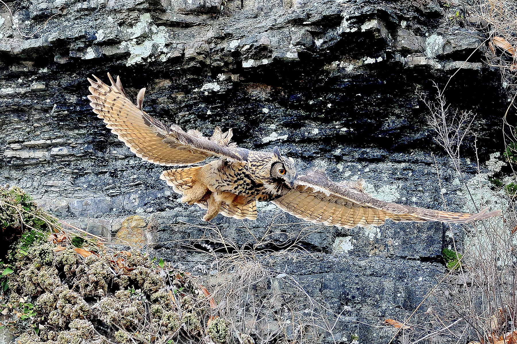 PHOTO BY HNalim | Canon EOS 7D Mark II | 2024:06:22 13:45:46 | ISO-160 | 1/500 sec | f 5.6 | 400 mm | EV=0 | ● WIDTH:1800 pixels  HEIGHT:1200 pixels