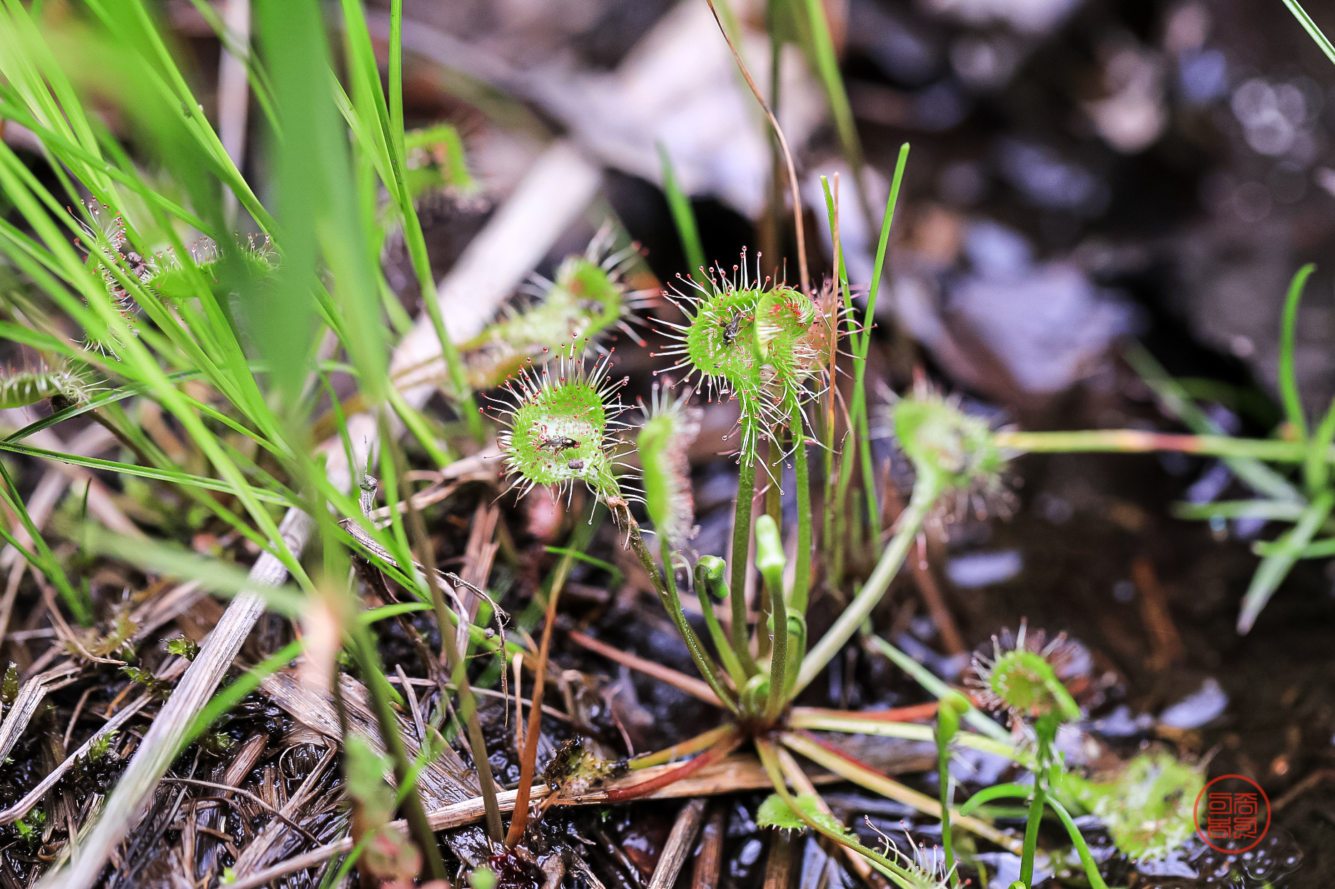 PHOTO BY  | Canon EOS 5D Mark IV | 2024:06:25 15:59:27 | ISO-1000 | 1/1000 sec | f 4 | 100 mm | EV=0 | ● WIDTH:1870 pixels  HEIGHT:1245 pixels