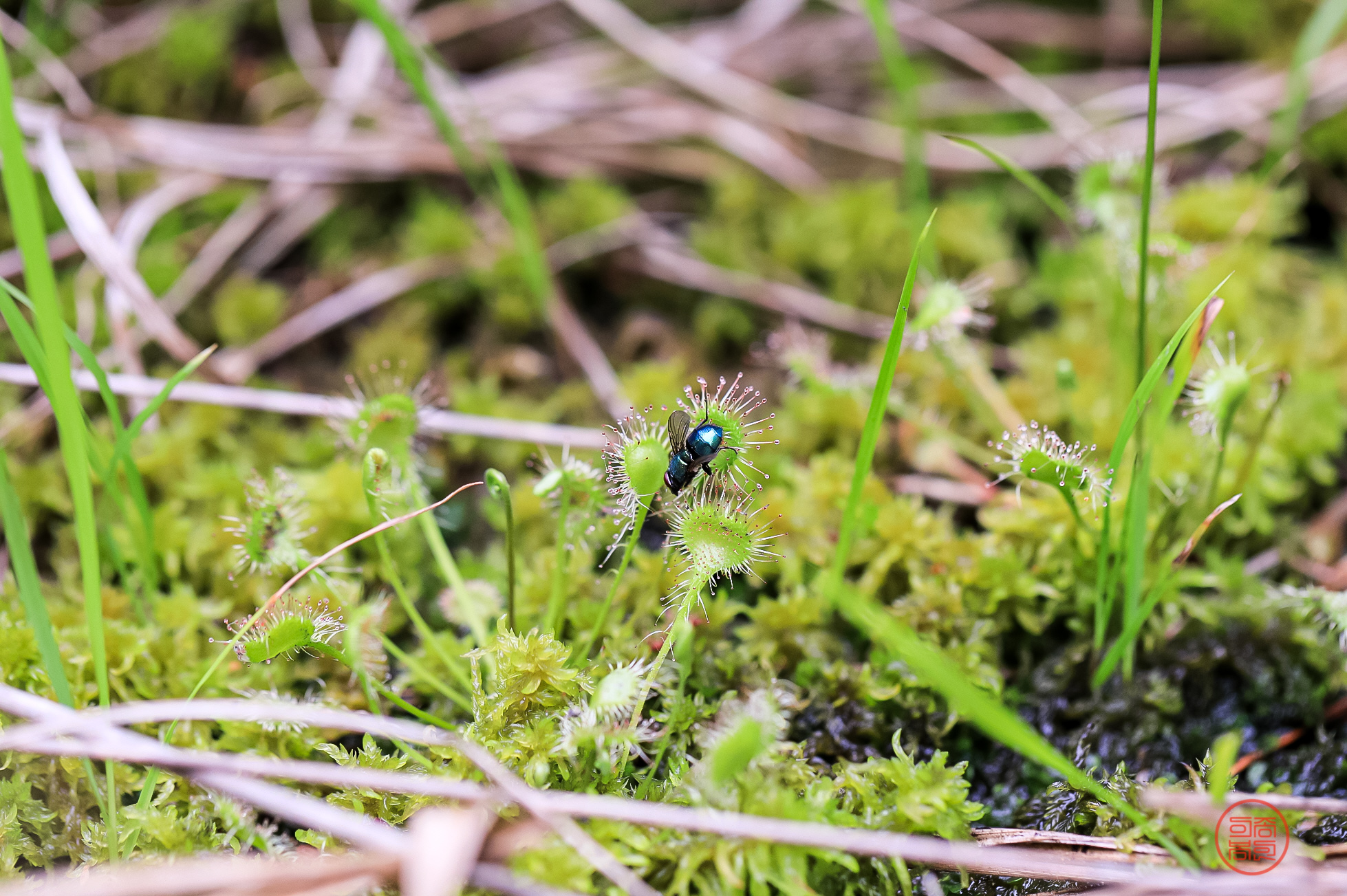 PHOTO BY  | Canon EOS 5D Mark IV | 2024:06:25 11:29:46 | ISO-640 | 1/400 sec | f 4 | 100 mm | EV=0 | ● WIDTH:1958 pixels  HEIGHT:1303 pixels