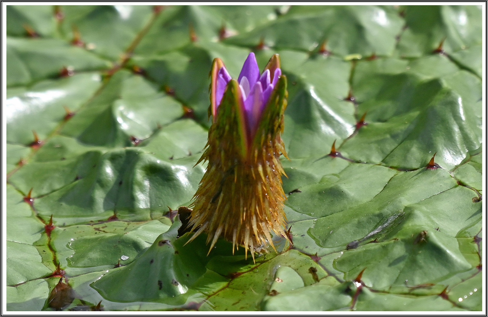 PHOTO BY  | NIKON Z 7_2 | 2024:07:28 08:31:06 | ISO-200 | 1/1250 sec | f 5.6 | 420 mm | EV=-0.3 | ● WIDTH:5408 pixels  HEIGHT:3600 pixels