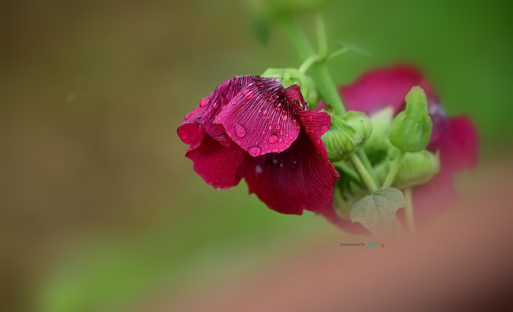 PHOTO BY MHS | NIKON D850 | 2024:07:11 07:39:20 | ISO-1250 | 1/2000 sec | f 5.6 | 400 mm | EV=0 | ● WIDTH:1800 pixels  HEIGHT:1094 pixels