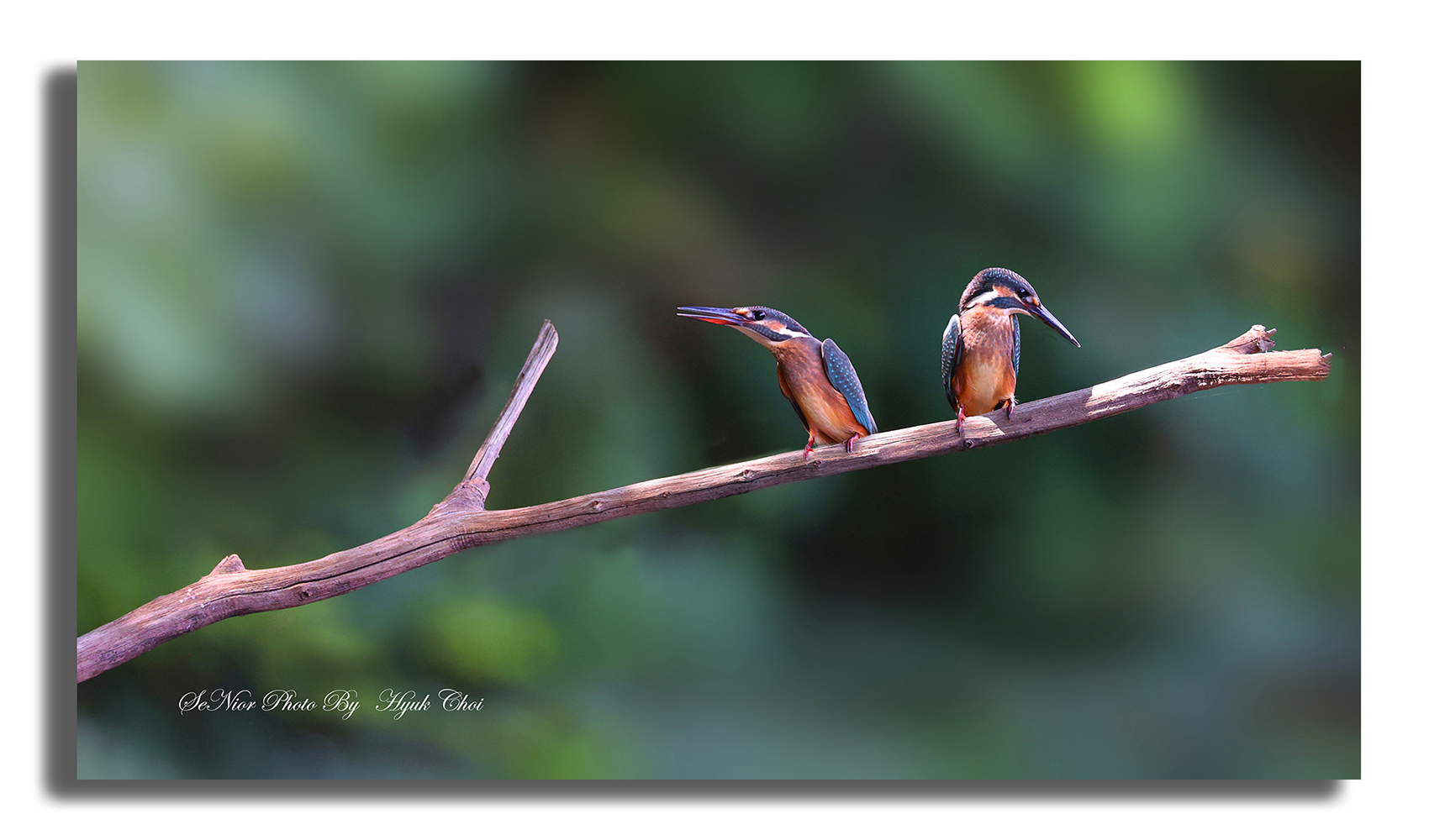 PHOTO BY  | Canon EOS R6 | 2024:07:27 14:32:06 | ISO-4000 | 1/320 sec | f 6.3 | 500 mm | EV=0 | ● WIDTH:1700 pixels  HEIGHT:1000 pixels