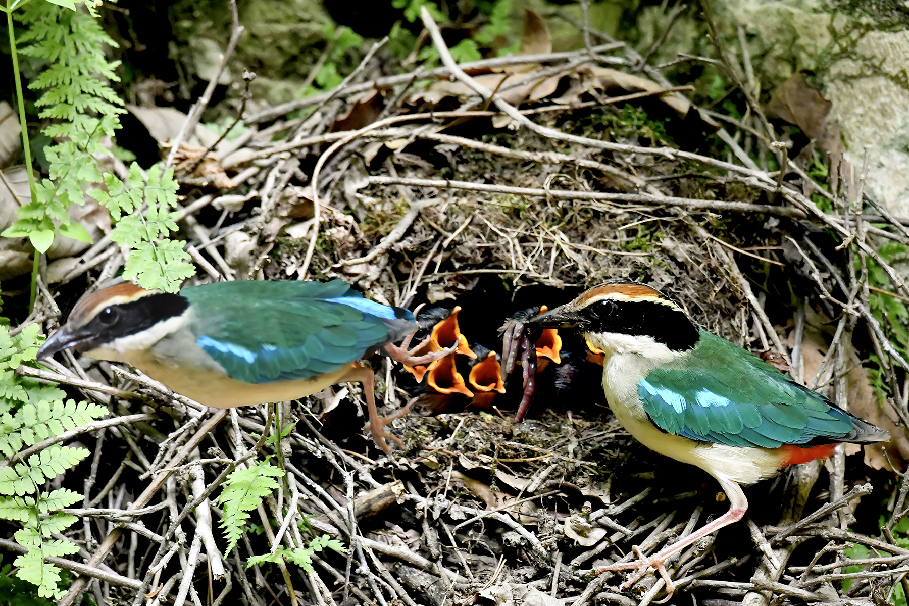 PHOTO BY ChoiJunqSeop | Canon EOS-1D X Mark II | 2024:07:21 08:45:52 | ISO-800 | 1/800 sec | f 6.3 | 150 mm | EV=0 | ● WIDTH:1800 pixels  HEIGHT:1200 pixels