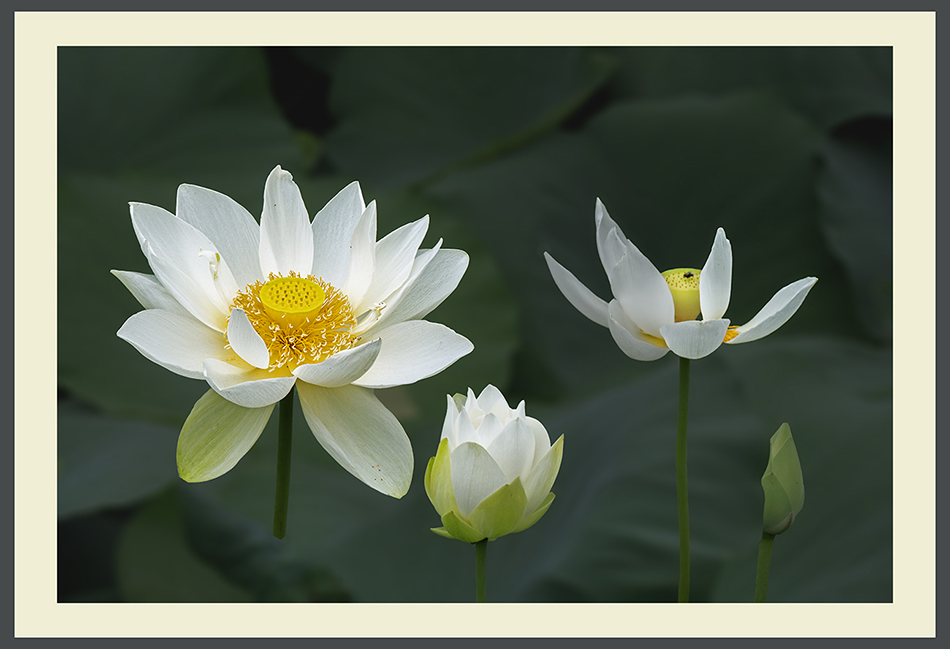 PHOTO BY  | ILCE-6500 | 2024:07:11 11:46:03 | ISO-400 | 1/400 sec | f 13 | 76.8 mm | EV=-0.3 | ● WIDTH:950 pixels  HEIGHT:649 pixels