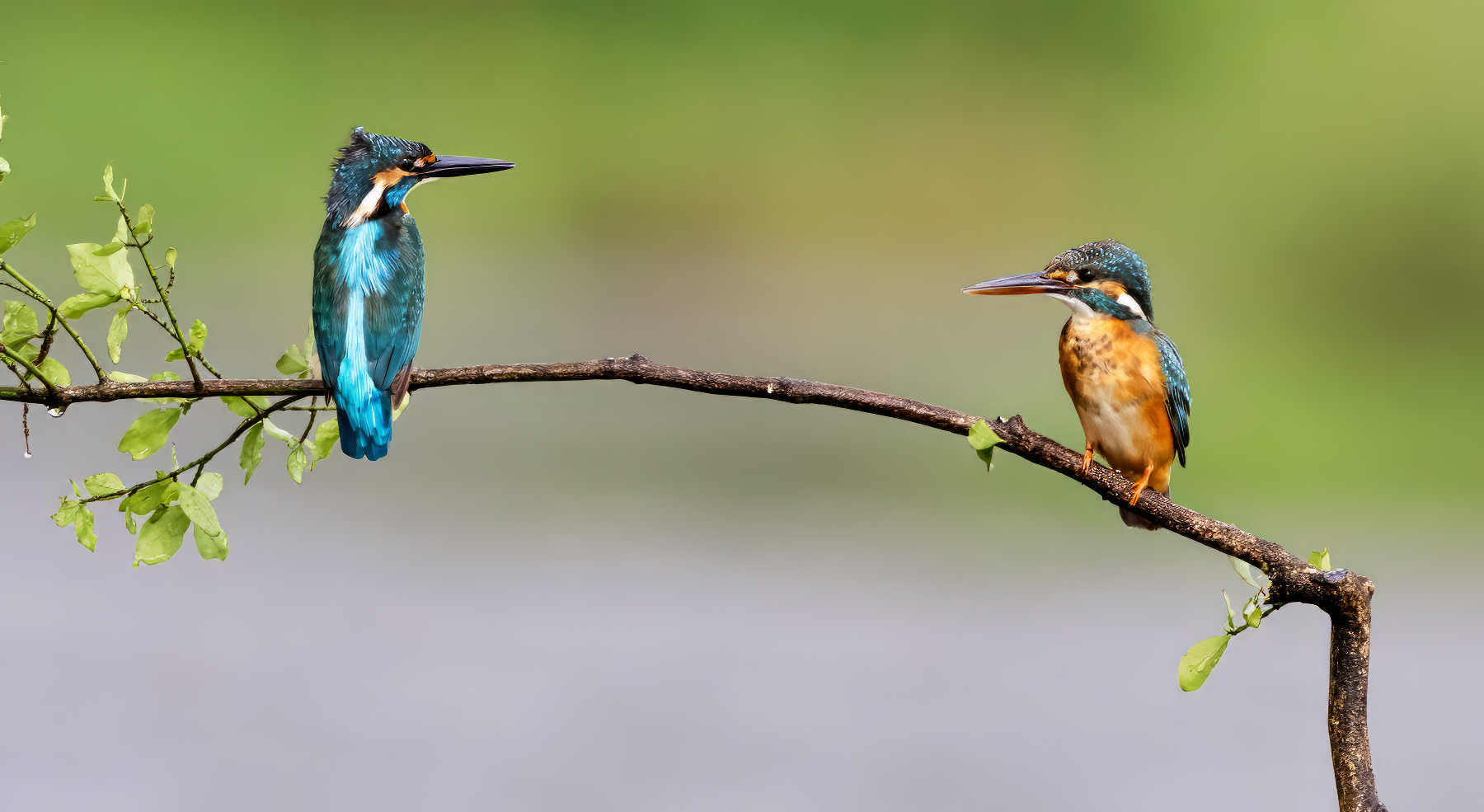 PHOTO BY  | Canon EOS R3 | 2024:07:29 08:57:22 | ISO-5000 | 1/8000 sec | f 6.3 | 600 mm | EV=0.3 | ● WIDTH:1800 pixels  HEIGHT:985 pixels