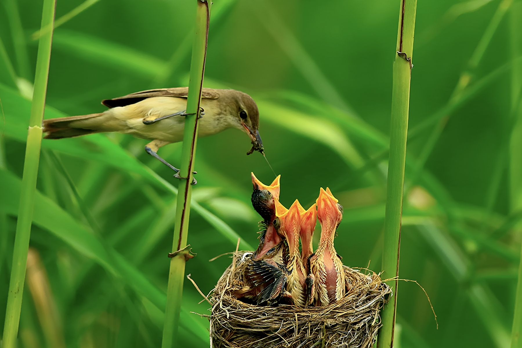 PHOTO BY ChoiJunqSeop | Canon EOS-1D X Mark II | 2024:07:28 18:19:48 | ISO-800 | 1/100 sec | f 6.3 | 300 mm | EV=0 | ● WIDTH:1800 pixels  HEIGHT:1200 pixels