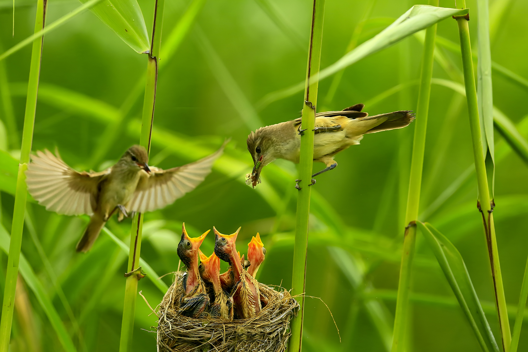 PHOTO BY ChoiJunqSeop | Canon EOS-1D X Mark II | 2024:07:28 18:19:48 | ISO-800 | 1/100 sec | f 6.3 | 300 mm | EV=0 | ● WIDTH:1800 pixels  HEIGHT:1200 pixels
