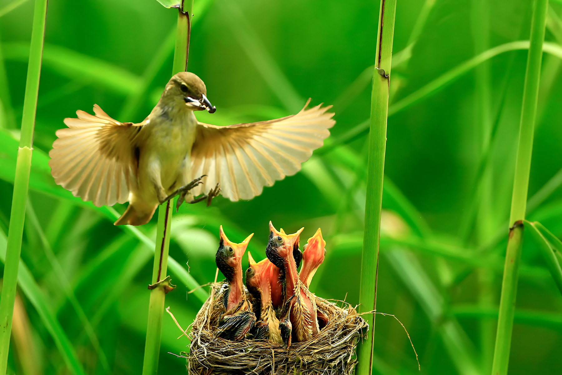 PHOTO BY ChoiJunqSeop | Canon EOS-1D X Mark II | 2024:07:28 18:19:48 | ISO-800 | 1/100 sec | f 6.3 | 300 mm | EV=0 | ● WIDTH:1800 pixels  HEIGHT:1200 pixels
