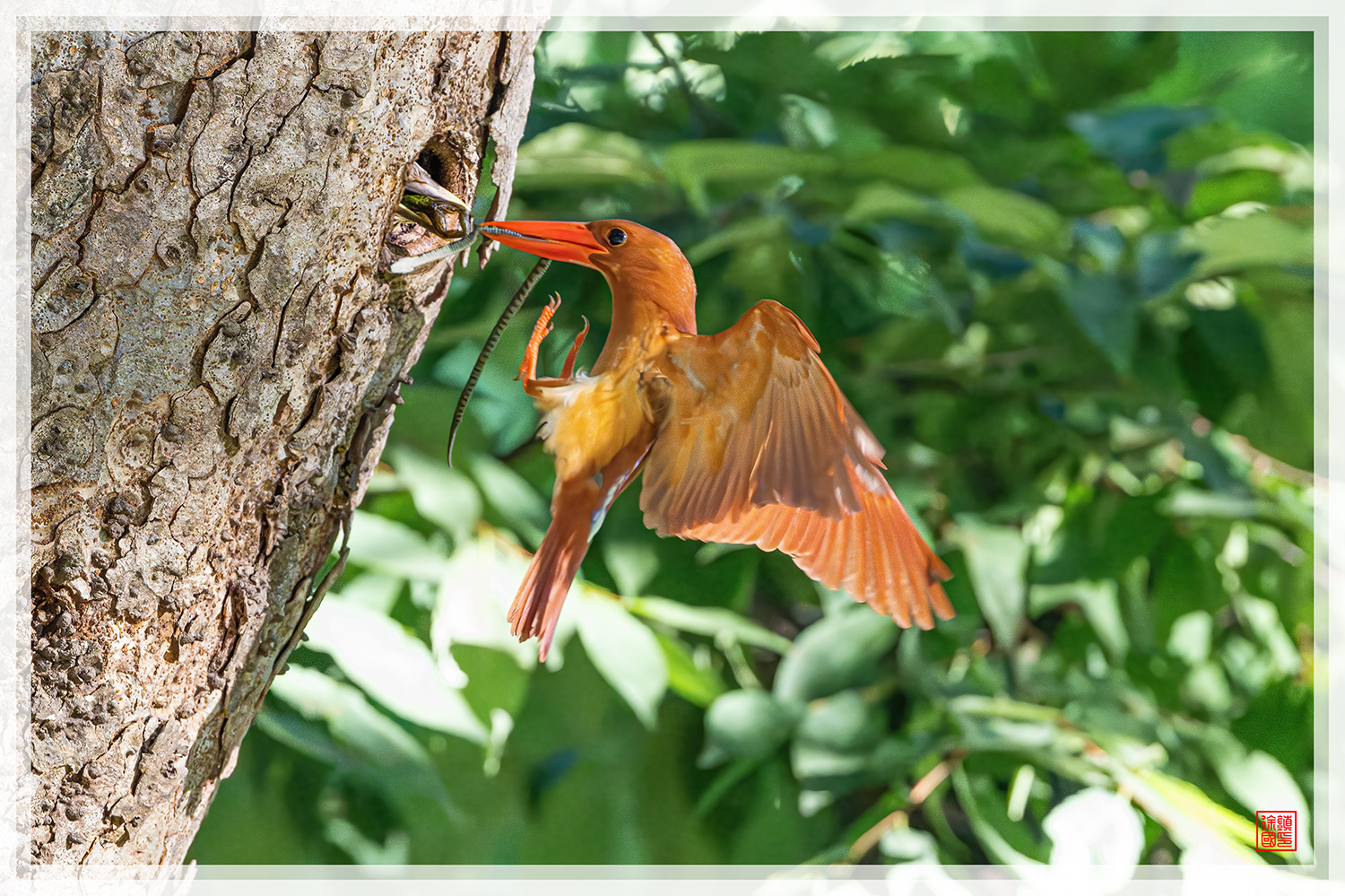 PHOTO BY  | NIKON Z 9 | 2024:07:31 07:09:20 | ISO-20000 | 1/1600 sec | f 5.6 | 600 mm | EV=0 | ● WIDTH:1500 pixels  HEIGHT:999 pixels