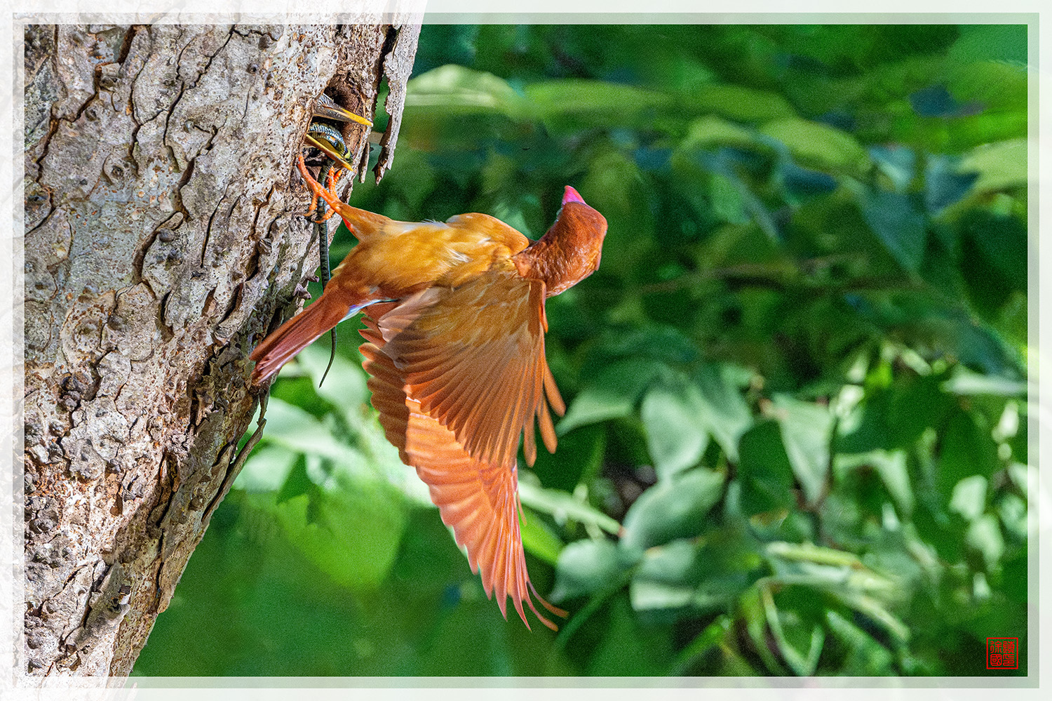 PHOTO BY  | NIKON Z 9 | 2024:07:31 07:09:20 | ISO-20000 | 1/1600 sec | f 5.6 | 600 mm | EV=0 | ● WIDTH:1500 pixels  HEIGHT:999 pixels